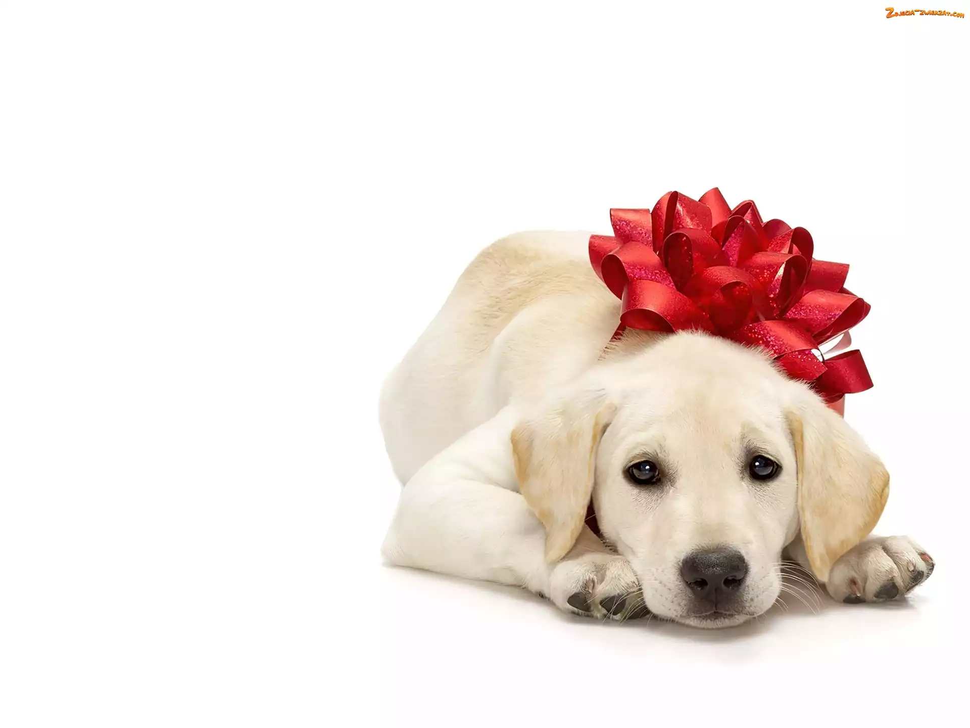 Labrador Retriever, Kokarda, Pies, Czerwona