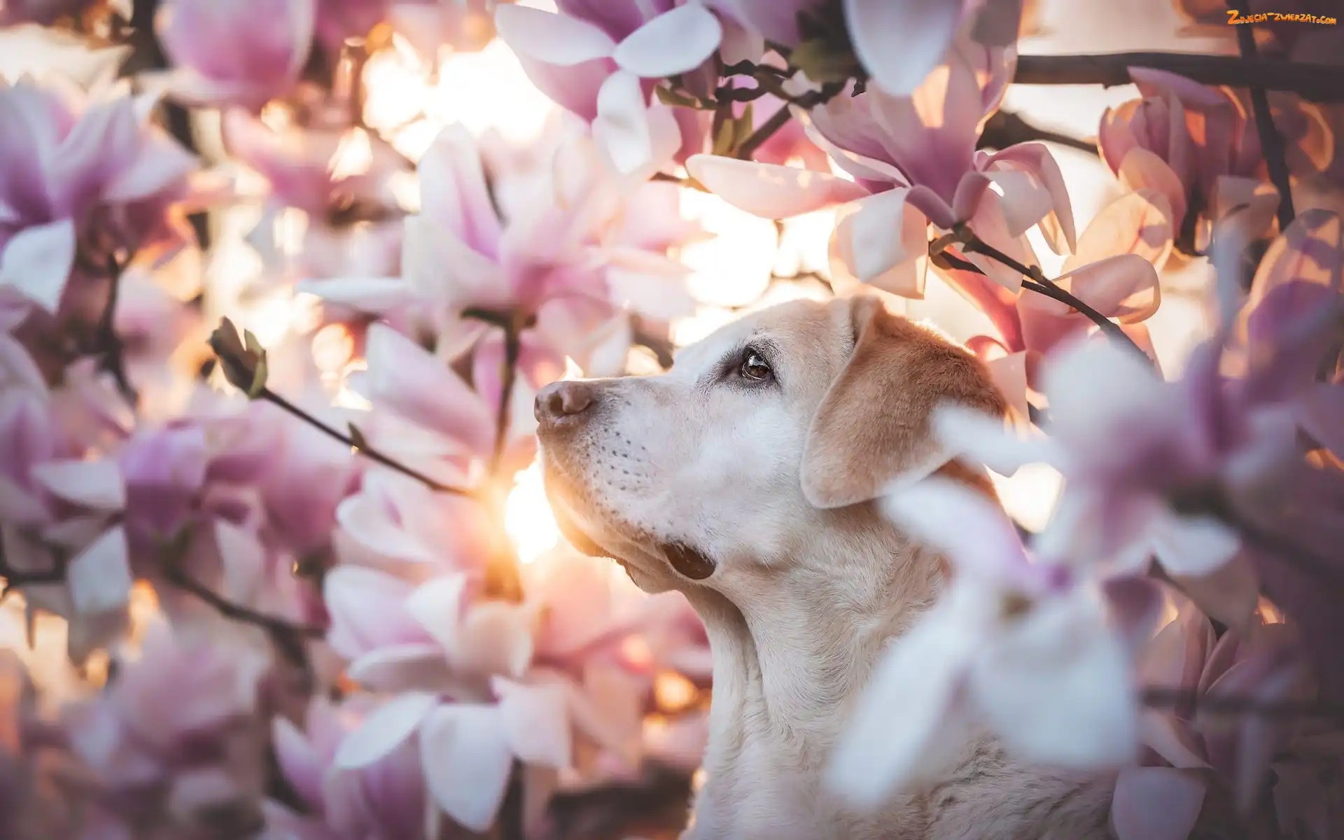 Pies, Labrador retriever, Magnolie, Kwiaty