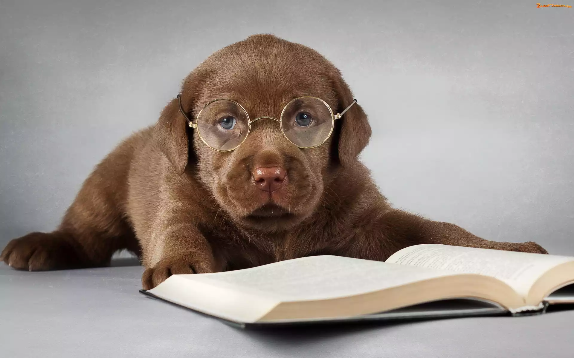 Labrador, Książka, Szczeniak, Okulary