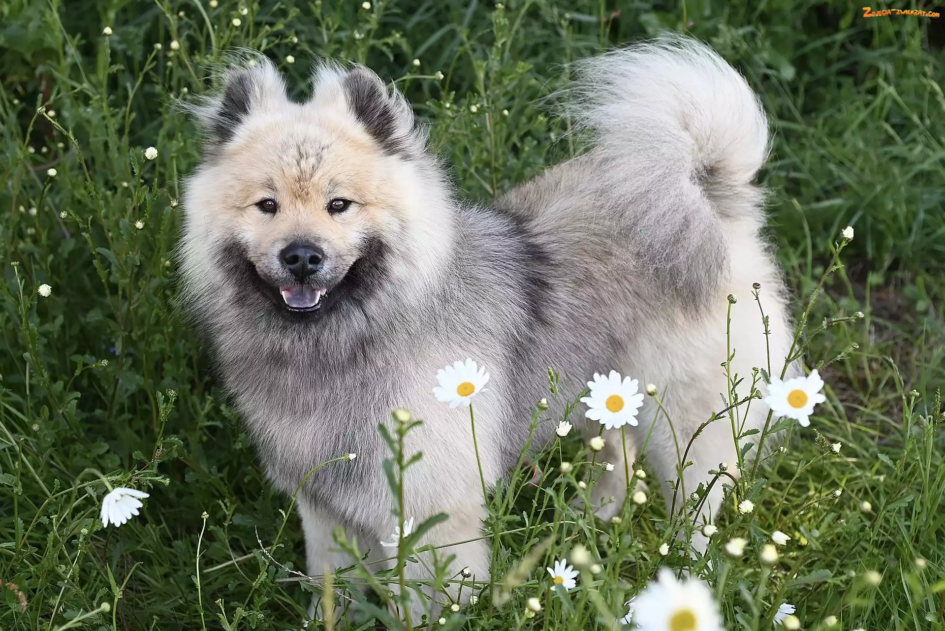 Pies, Łąka, Szpic eurasier, Kwiaty