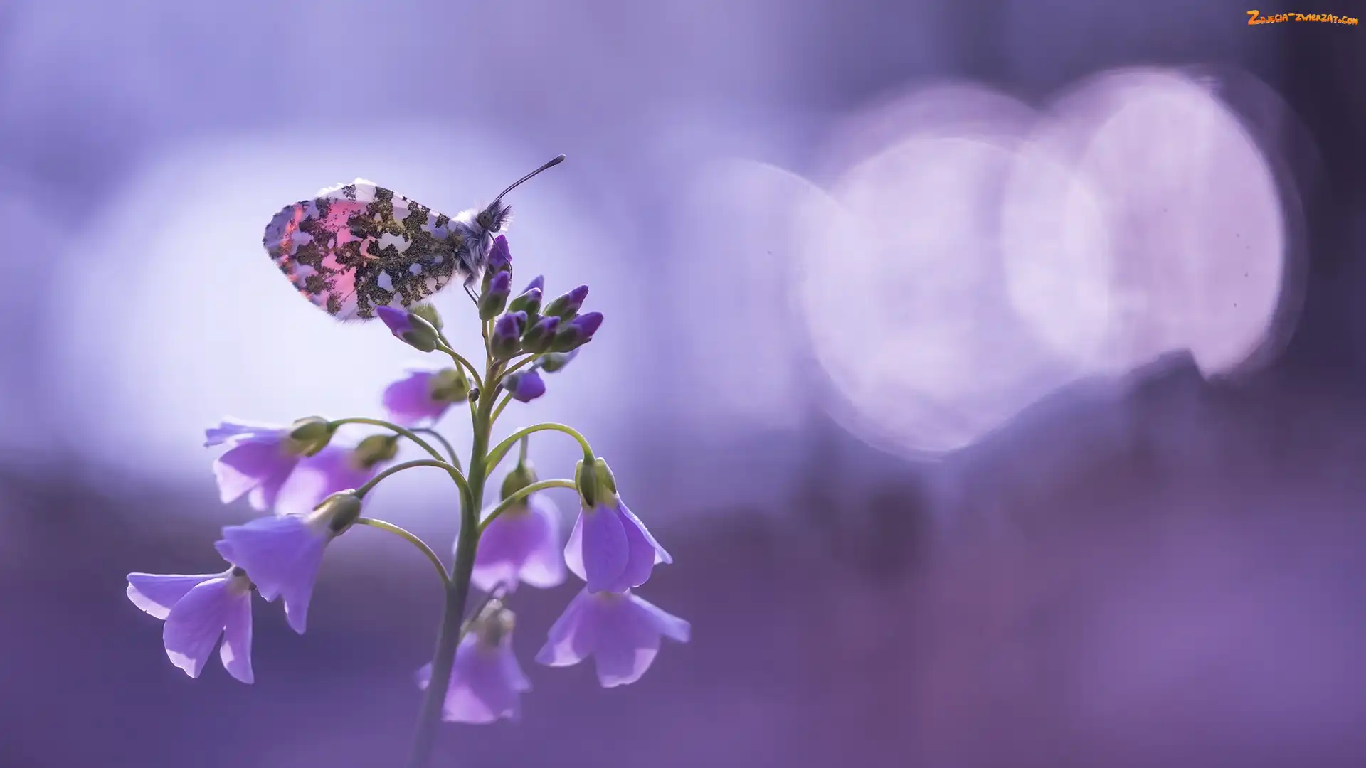 Rzeżucha łąkowa, Fioletowe, Zorzynek rzeżuchowiec, Motyl, Kwiatki, Cardamine