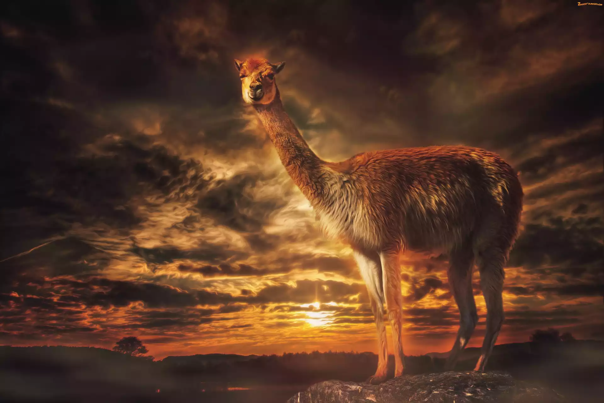 Lama, Zachód Słońca, Zwierzęta, Skała