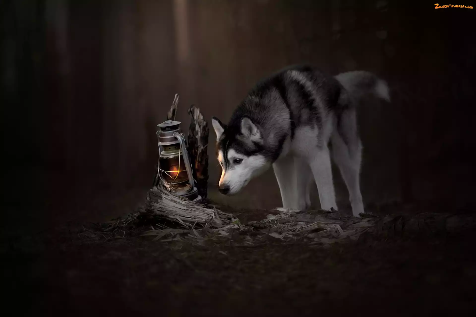 Lampa naftowa, Pies, Siberian husky