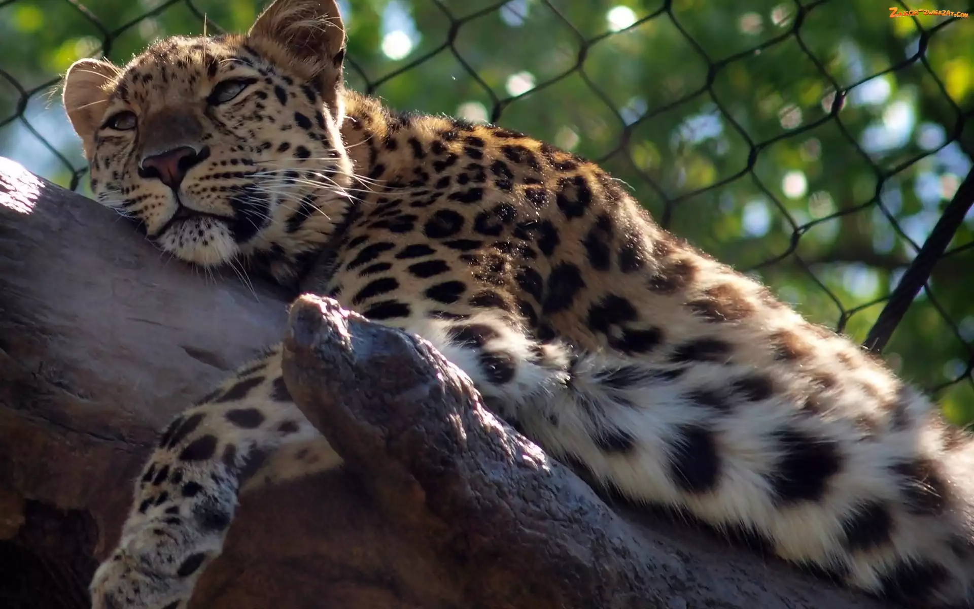 Zoo, Lampart, Konar