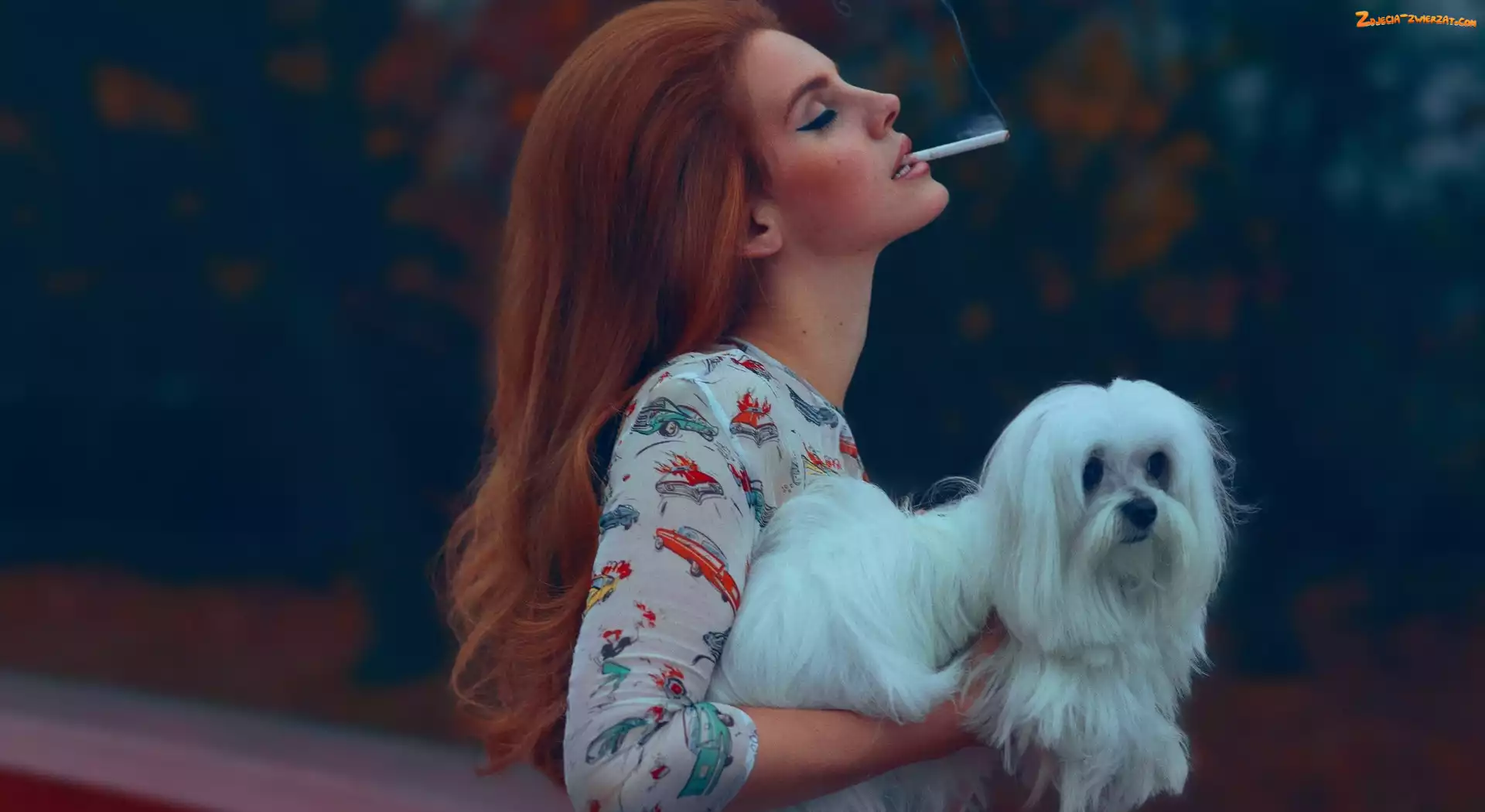 Lhasa Apso, Lana Del Rey, Pies