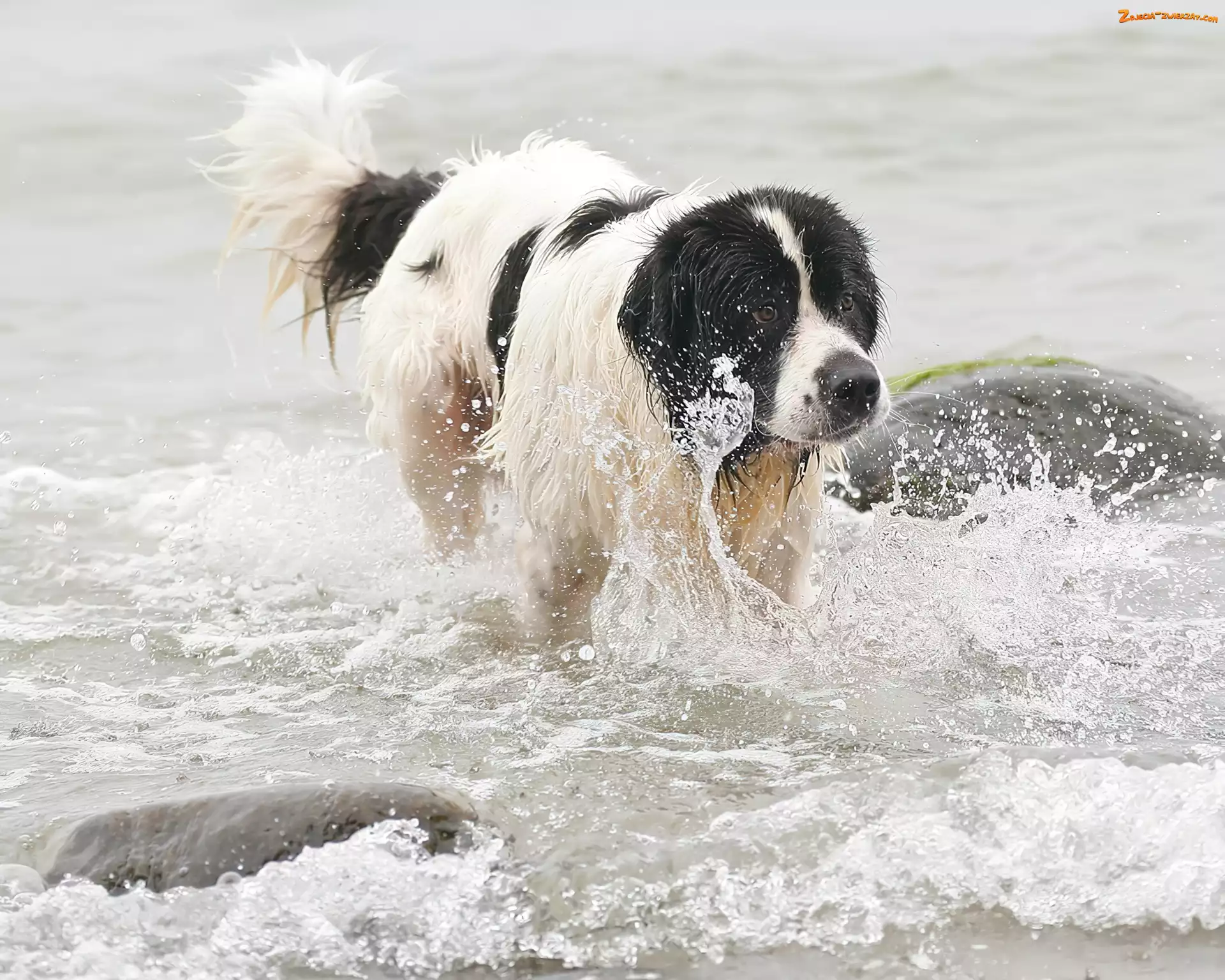 Landseer, woda