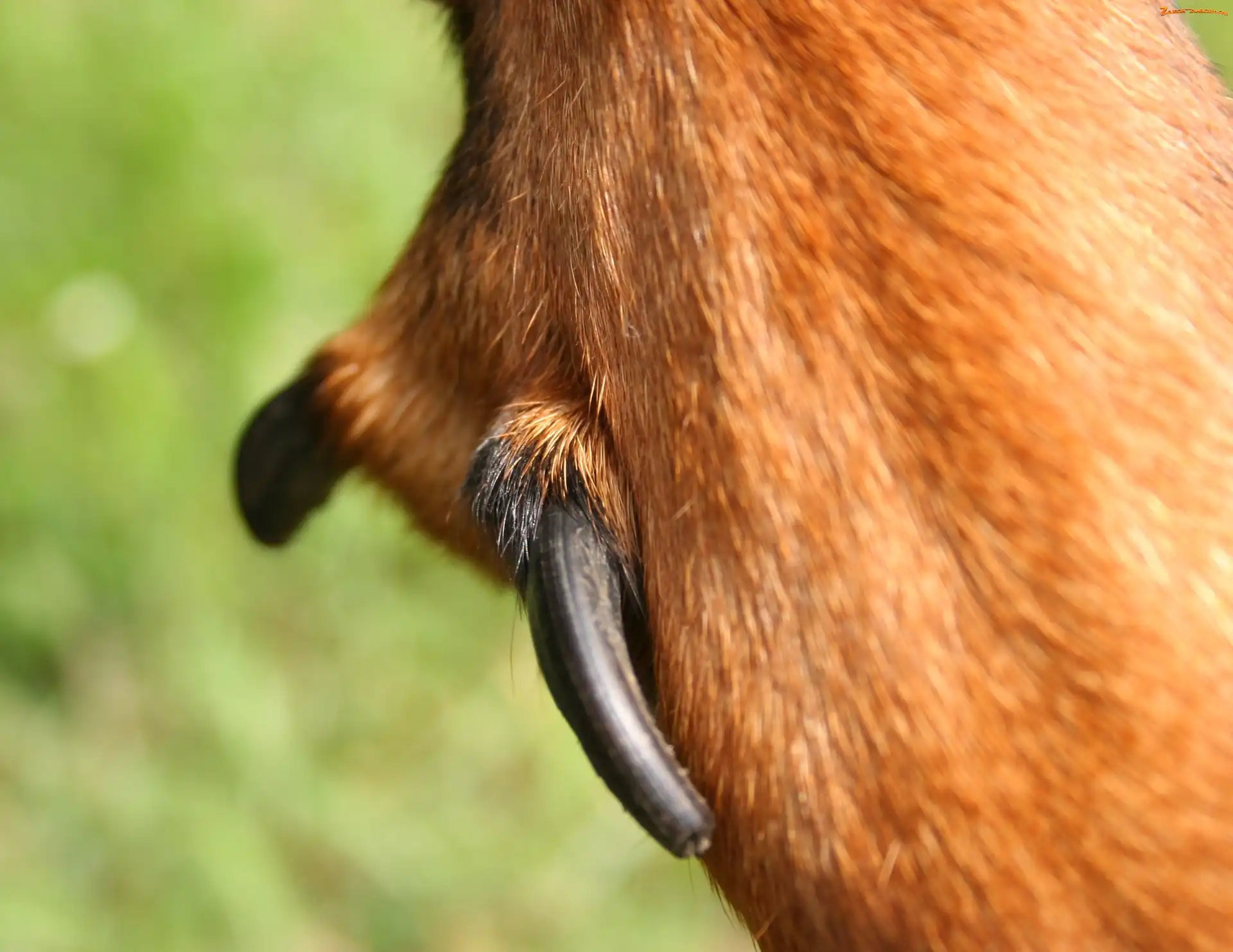 łapa, tylna, pazur, podwójny, Beaucerona