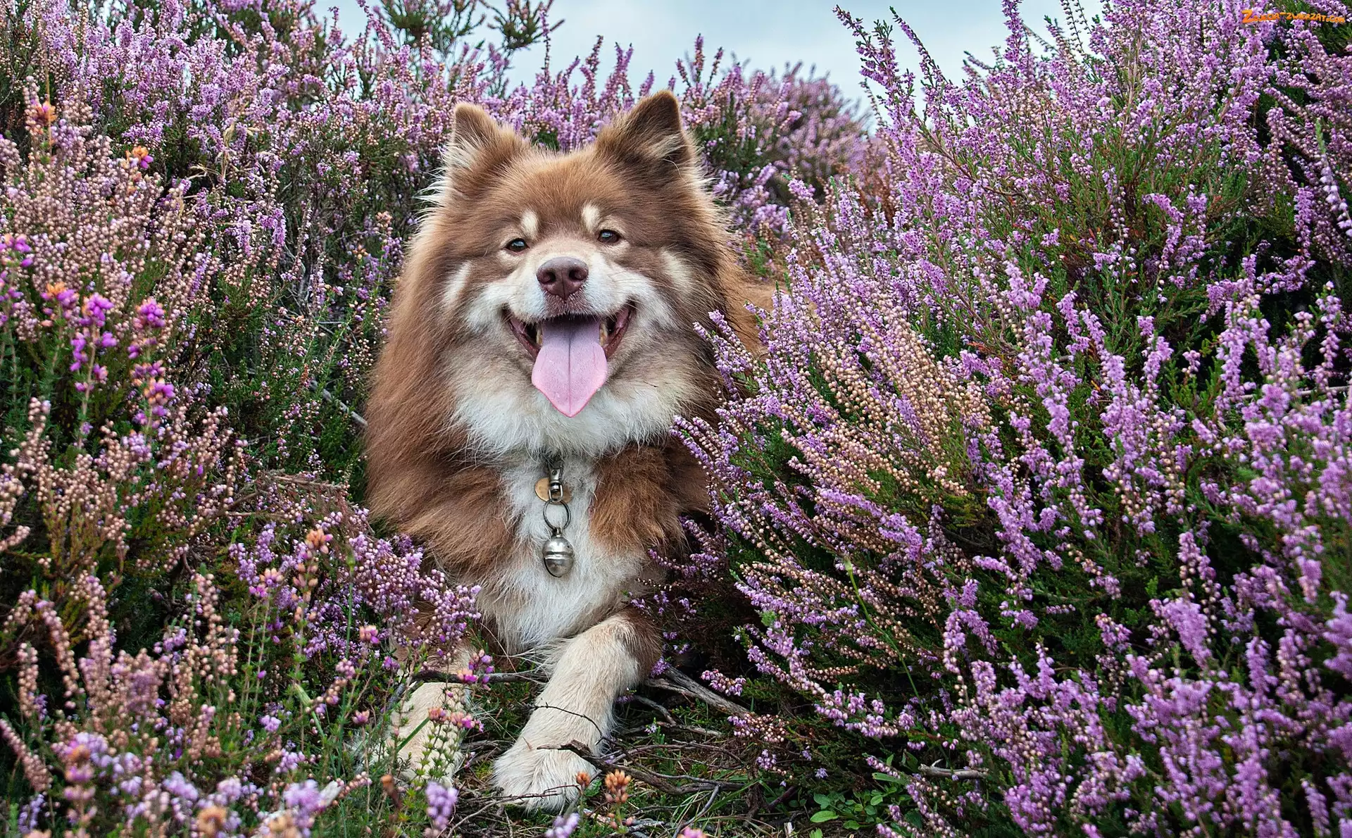 Fiński lapphund, Wrzos