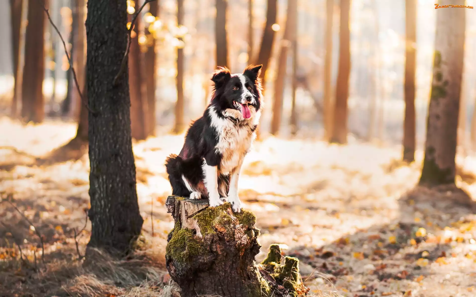 Las, Pień, Border collie