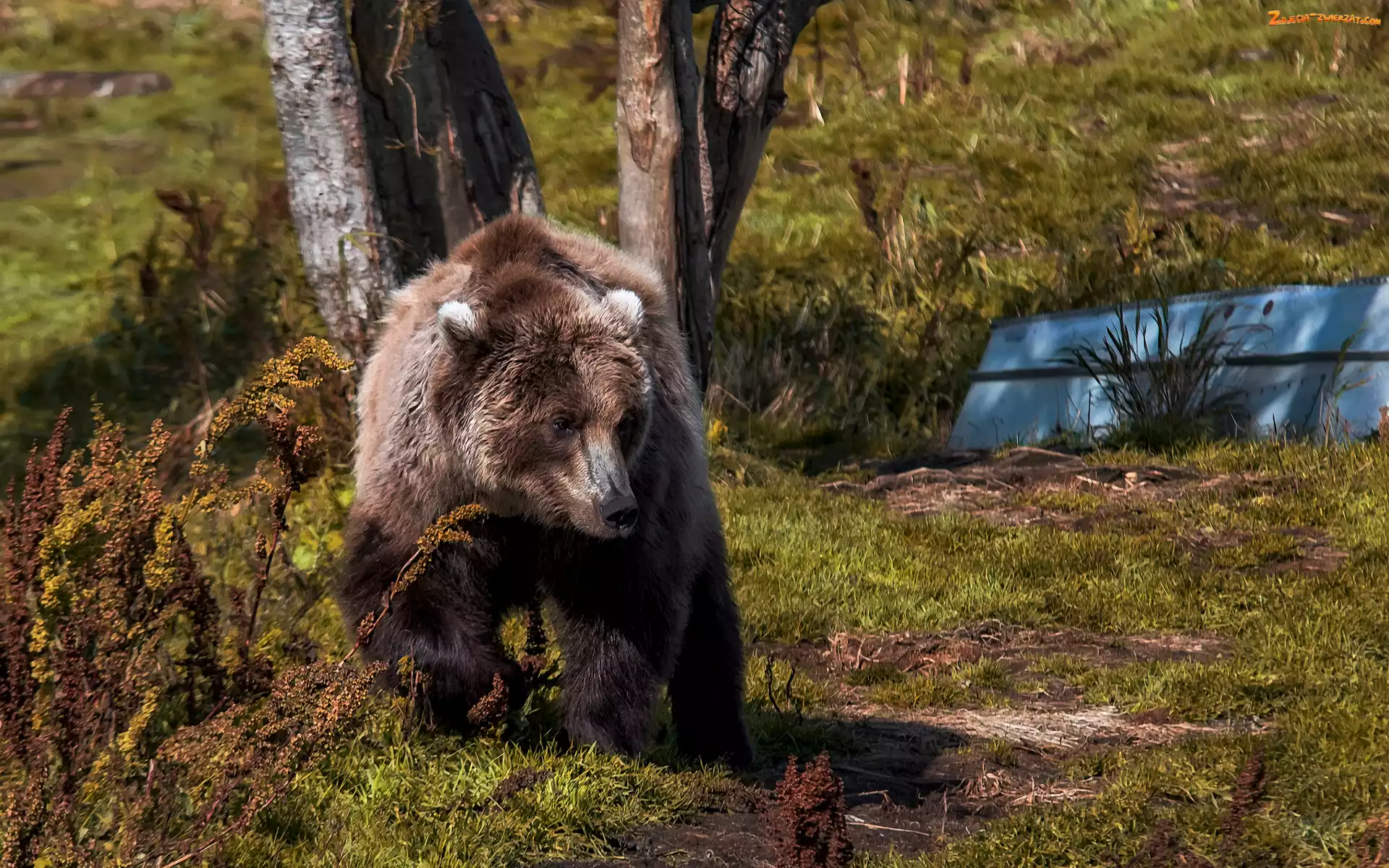Las, Rośliny, Niedźwiedź brunatny, Drzewa