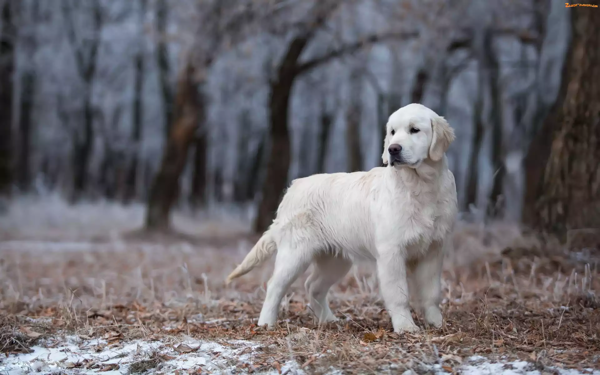 Las, Młody, Golden retriever