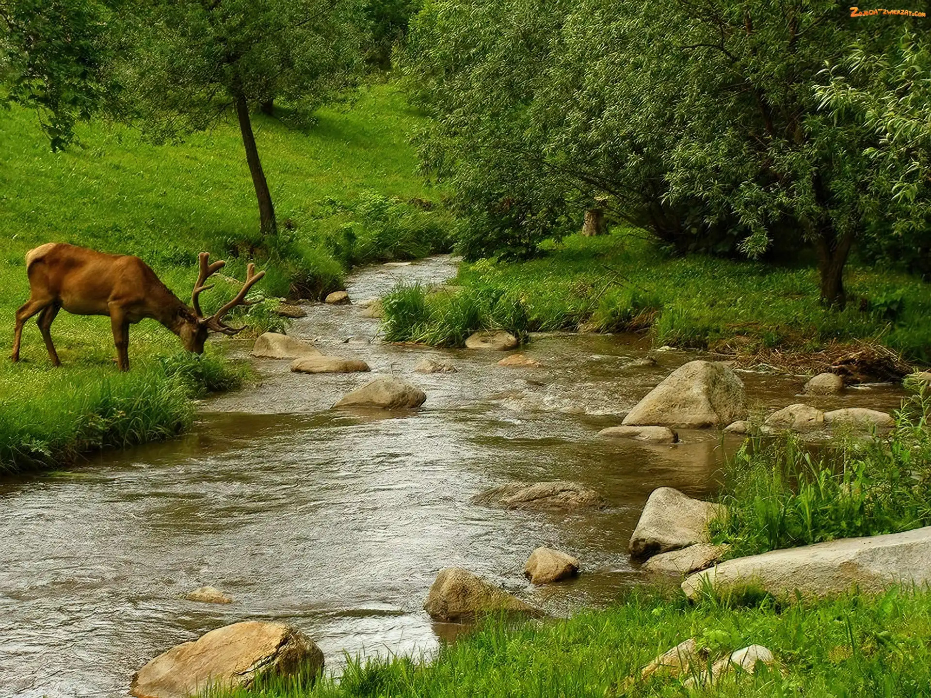 Las, Rzeka, Jeleń, Łąka