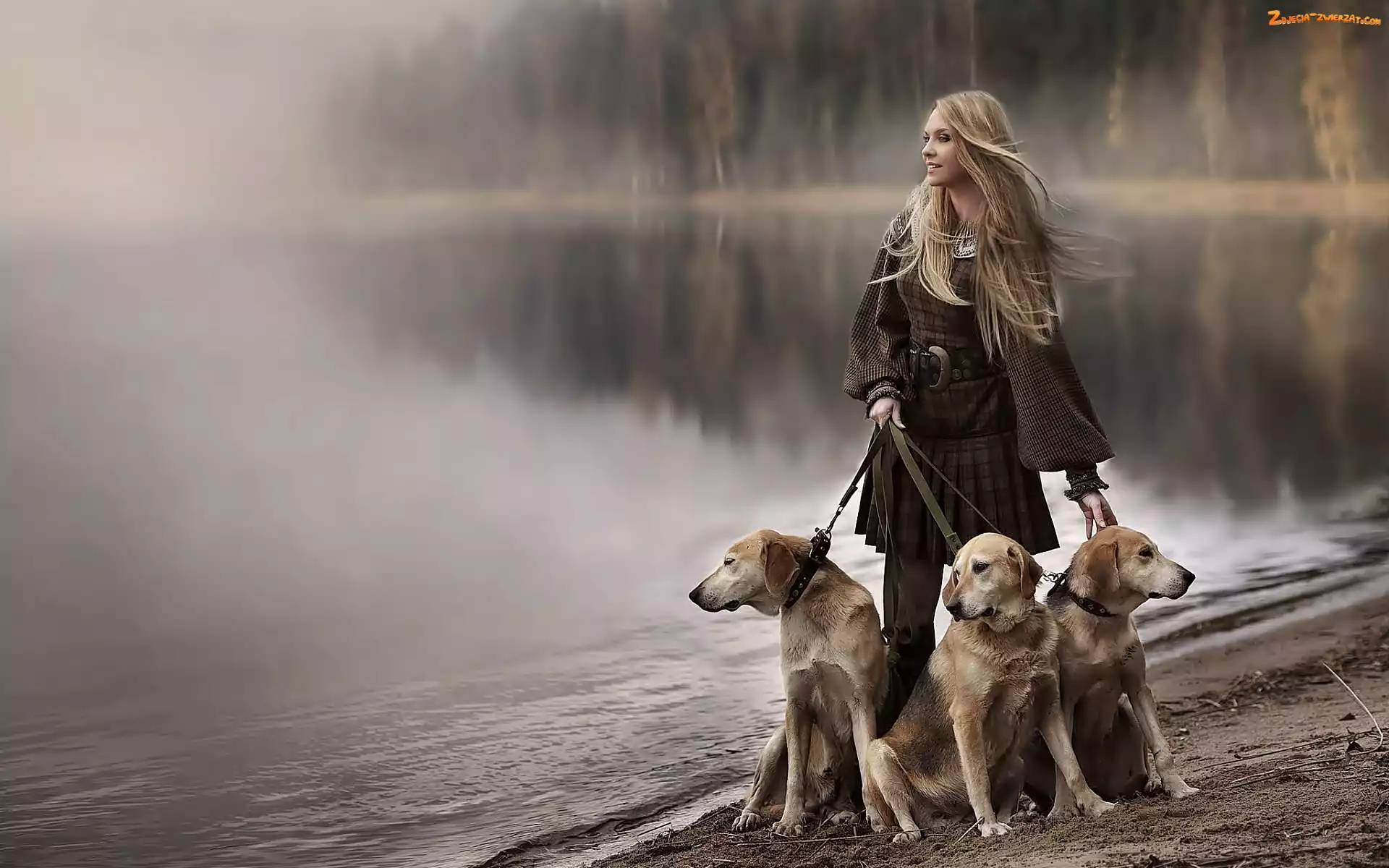 Las, Rzeka, Blondynka, Kobieta, Psy
