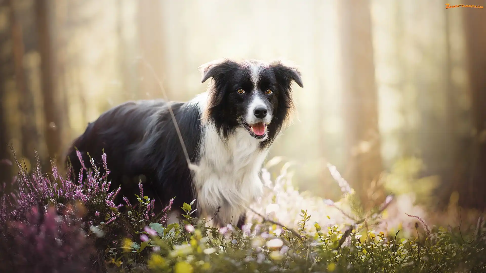 Las, Wrzosy, Border collie, Pies, Rośliny