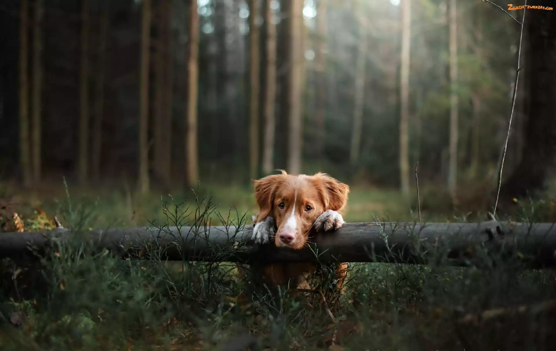 Las, Retriever z Nowej Szkocji, Toller