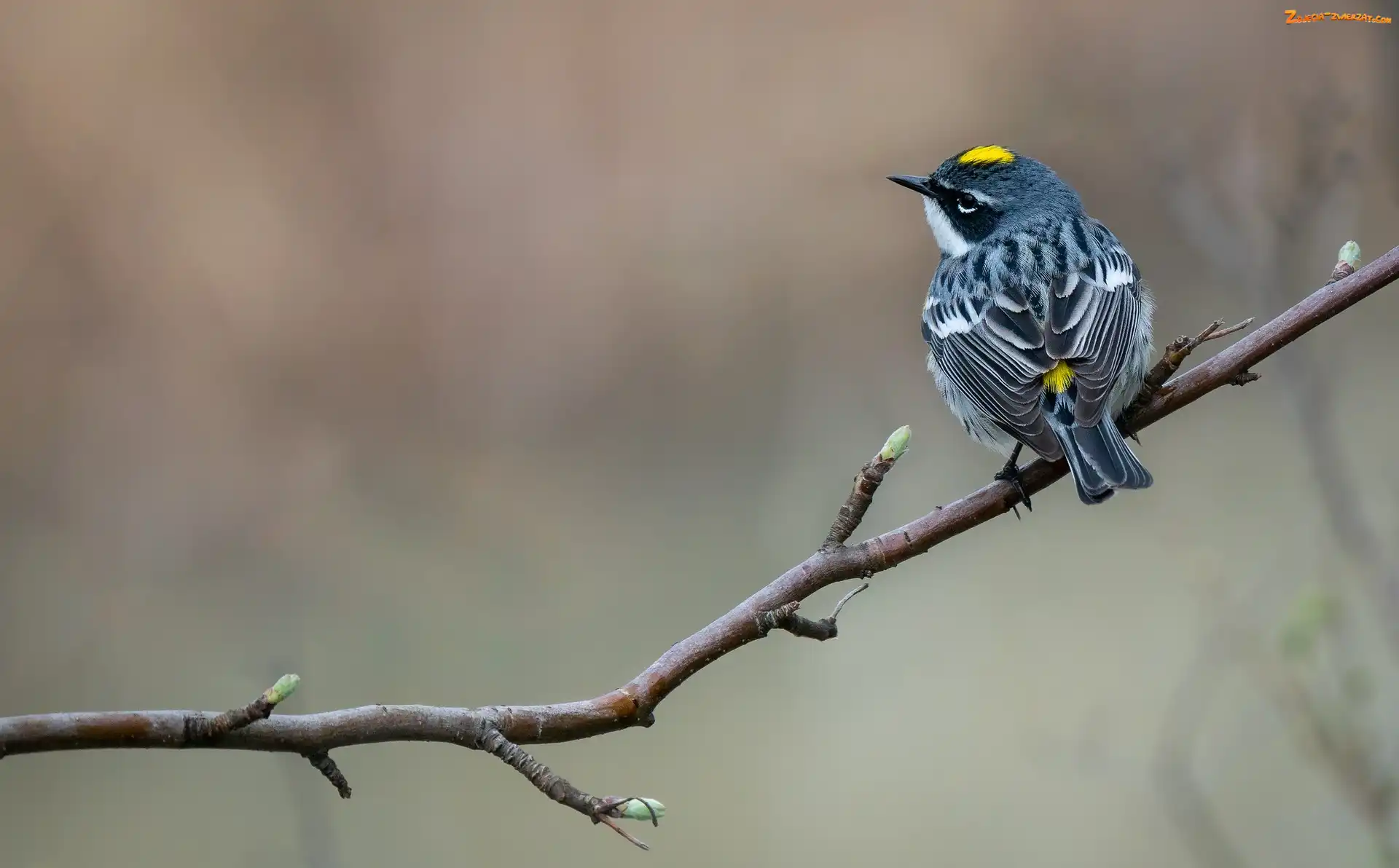 Ptak, Myrtle warbler, Gałązka, Lasówka