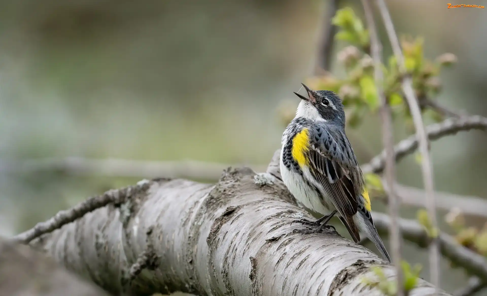 Lasówka, Gałąź, Ptak, Myrtle warbler