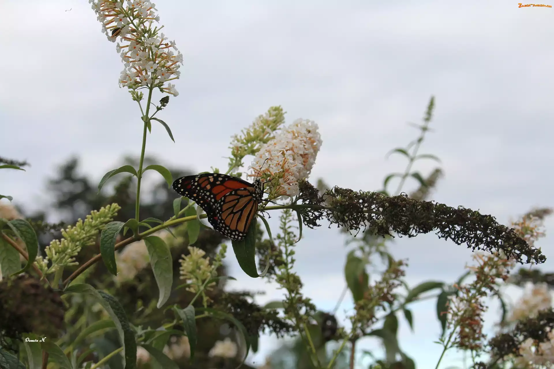 Lato, Liście, Monarch, Motyl, Budleja