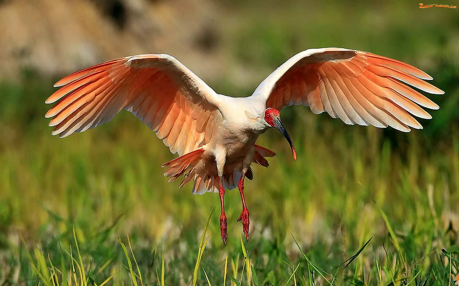 Lato, Łąka, Rozmycie, Ibis