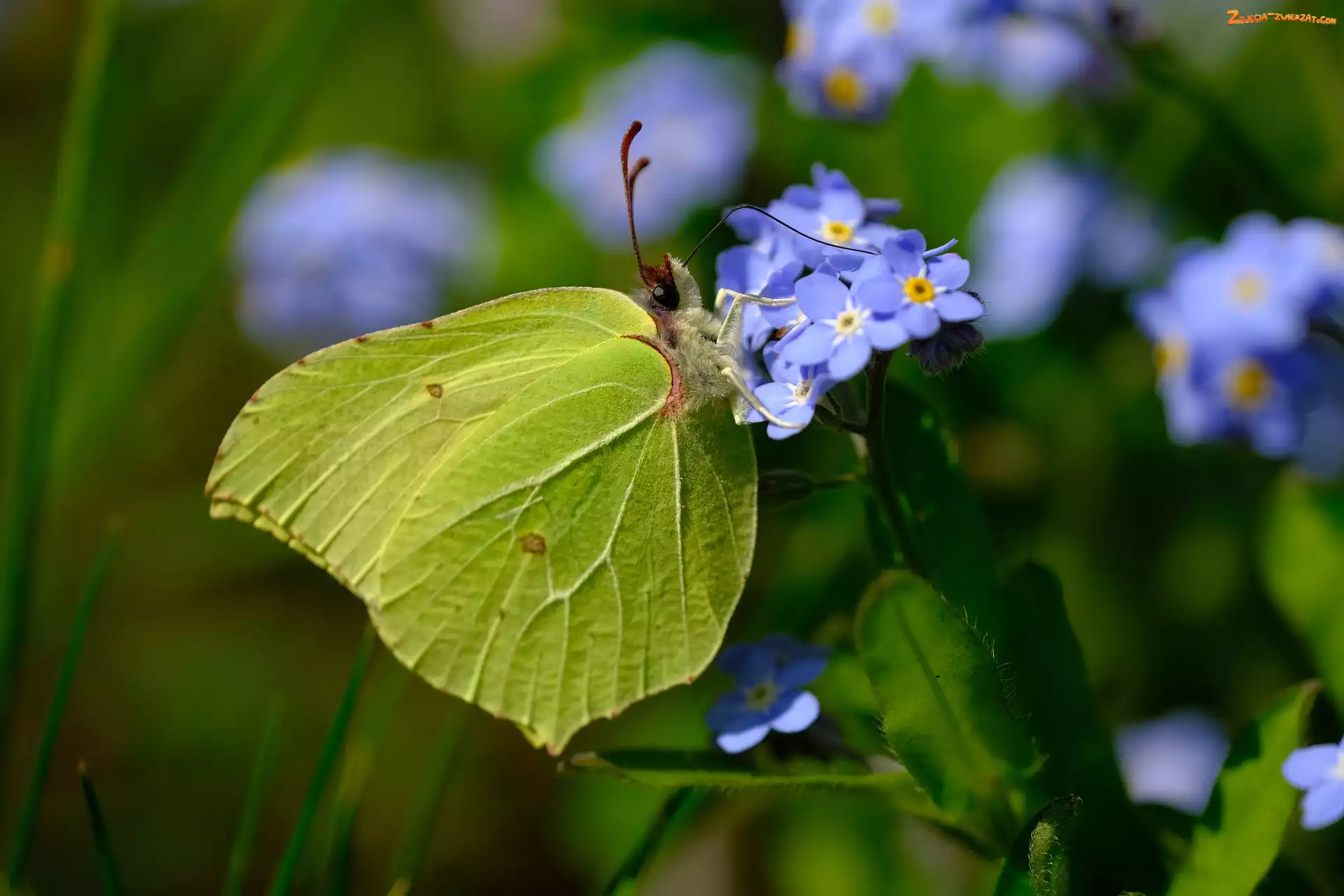Motyl, Latolistek cytrynek, Niezapominajki, Niebieskie
