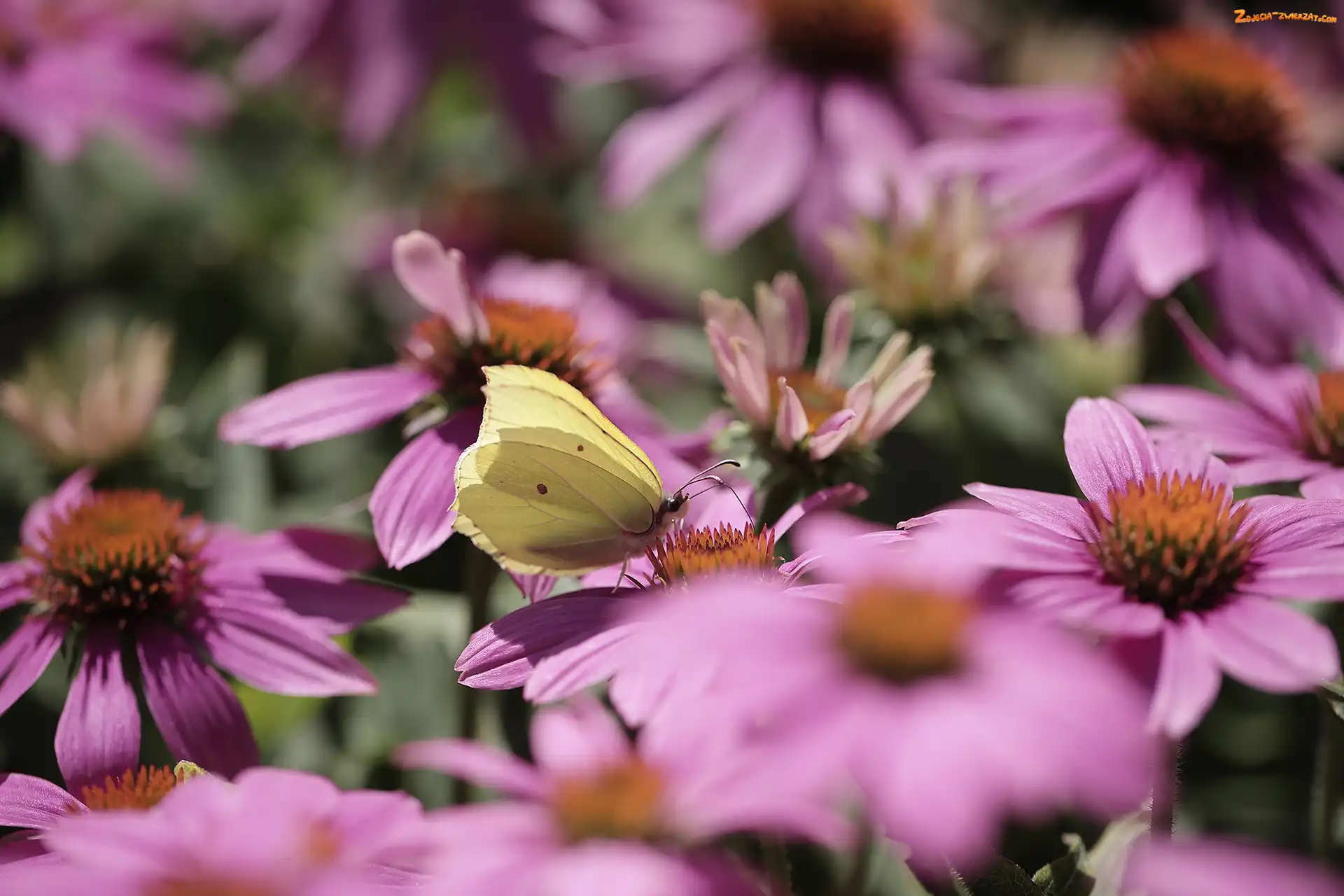 Latolistek cytrynek, Jeżówki, Motyl, Różowe