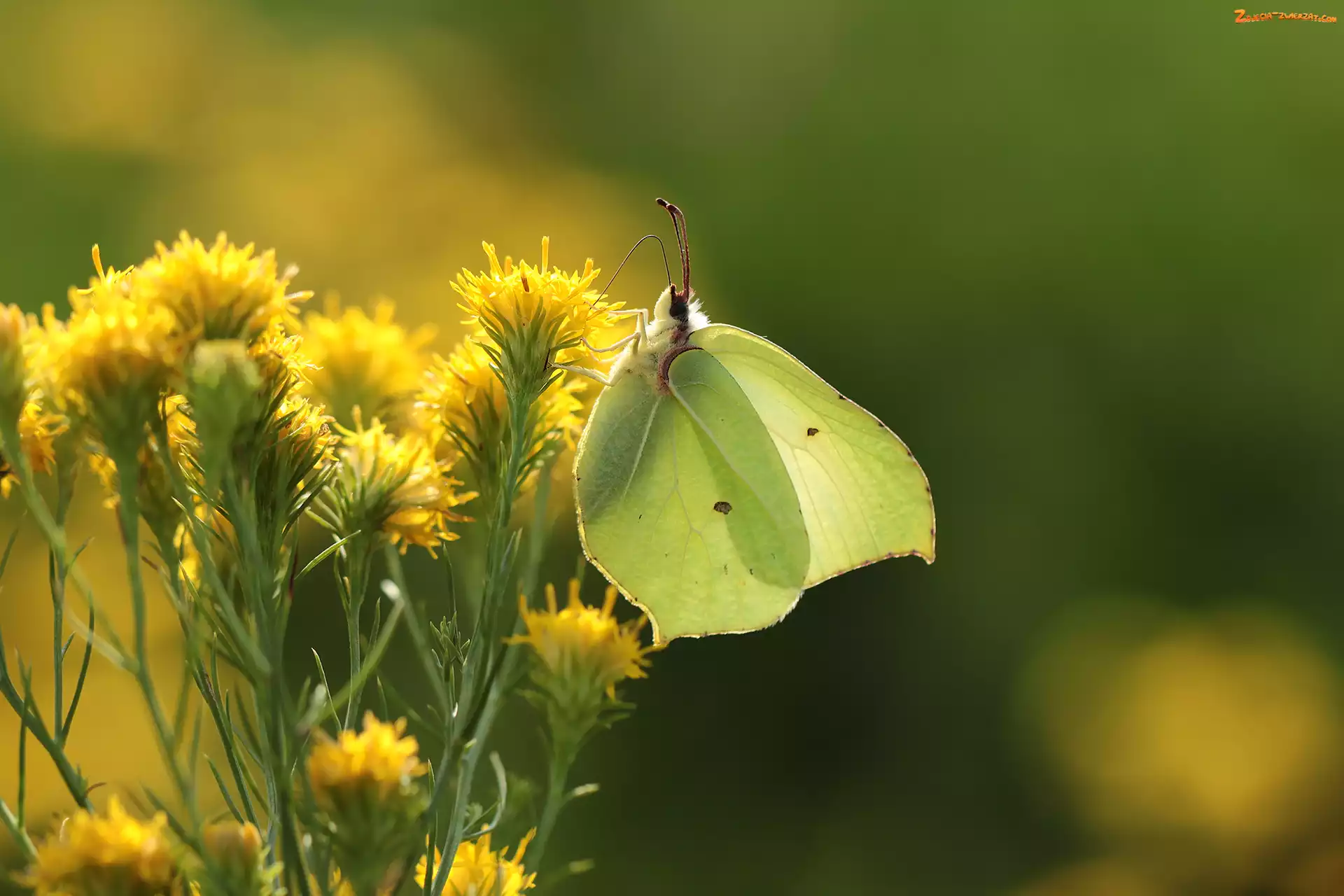 Latolistek cytrynek, Kwiaty, Motyl, Owad