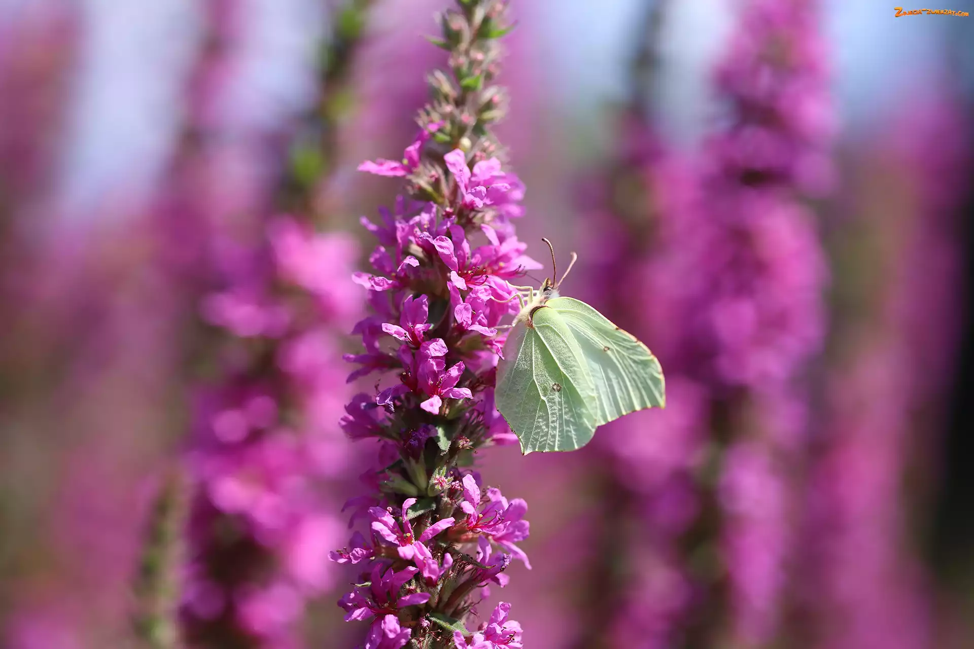 Latolistek cytrynek, Kwiaty, Motyl, Różowe