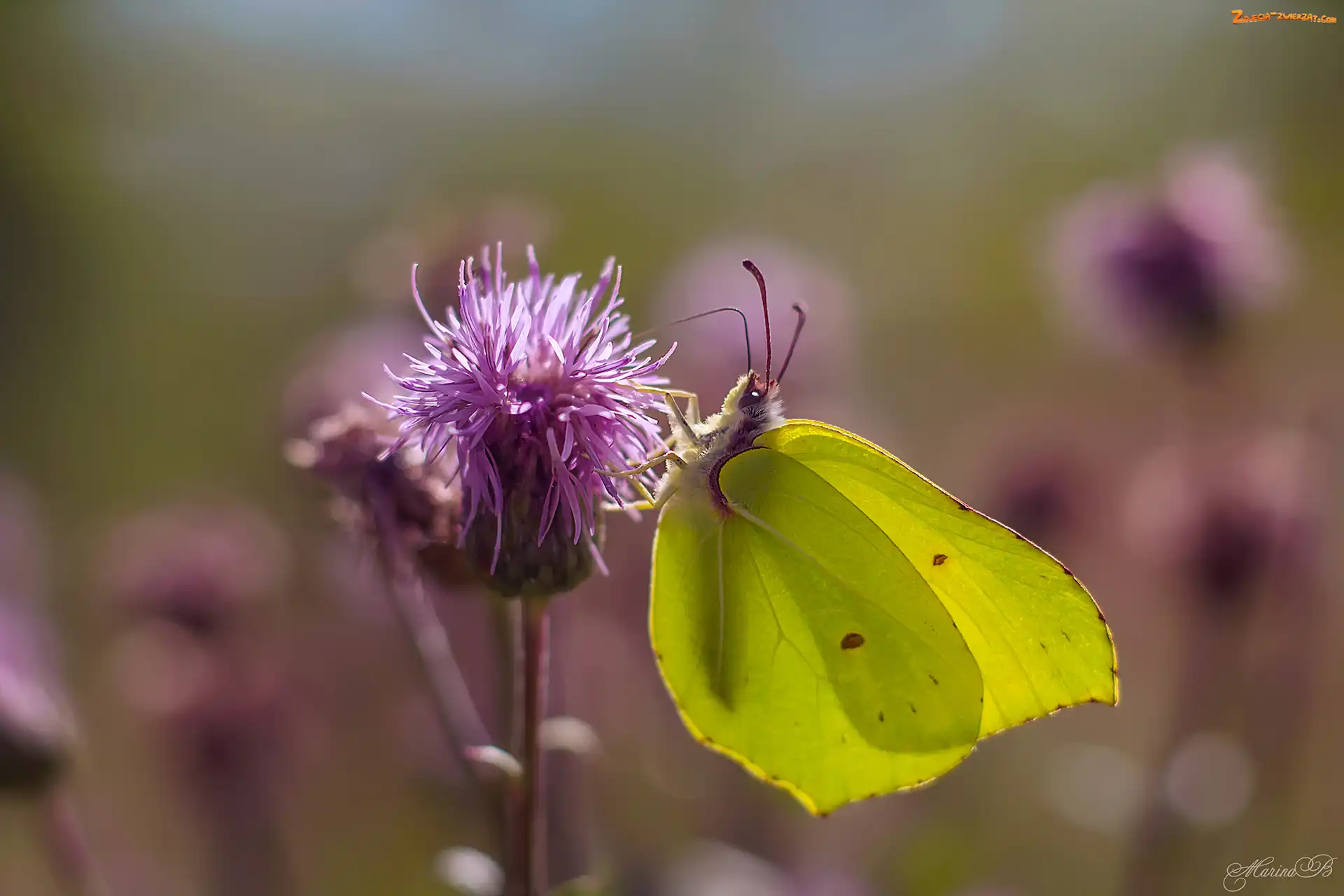 Latolistek cytrynek, Ostrożeń polny, Motyl, Kwiat
