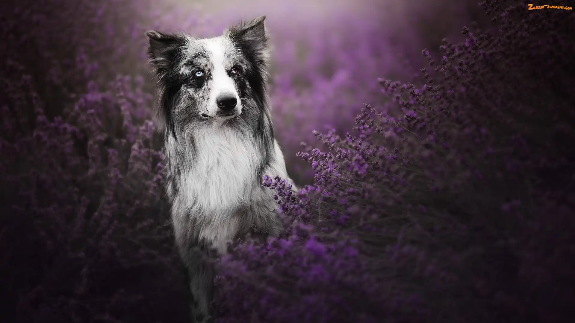 Lawenda, Pies, Border collie