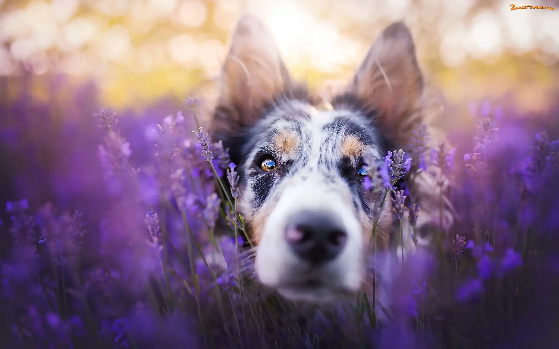Lawenda, Border collie, Pysk