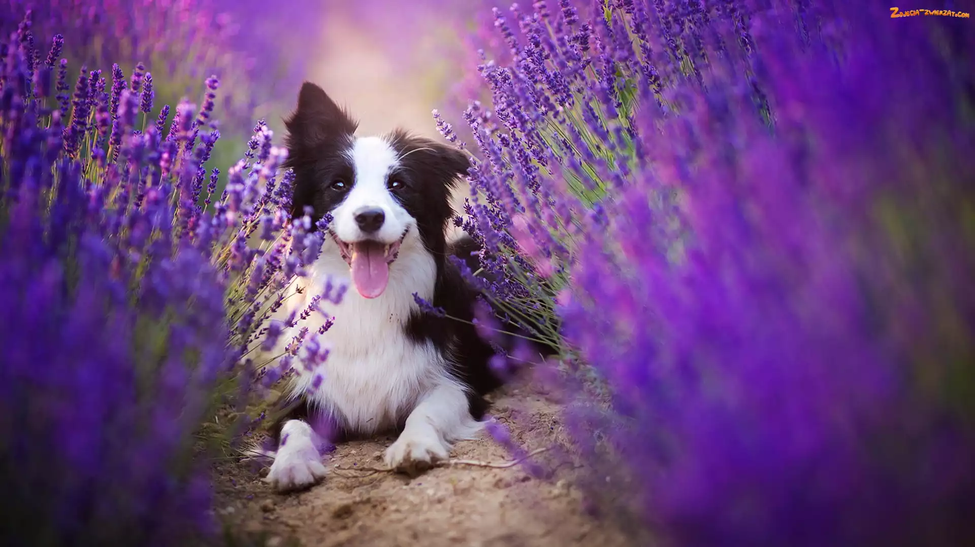 Lawenda, Border collie, Pyszczek