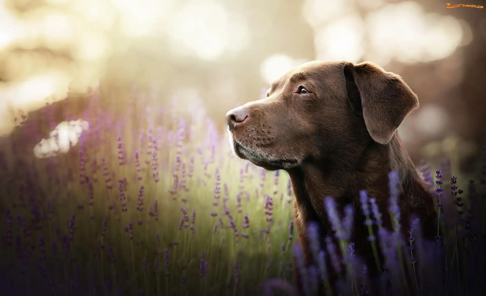Lawenda, Pies, Labrador retriever