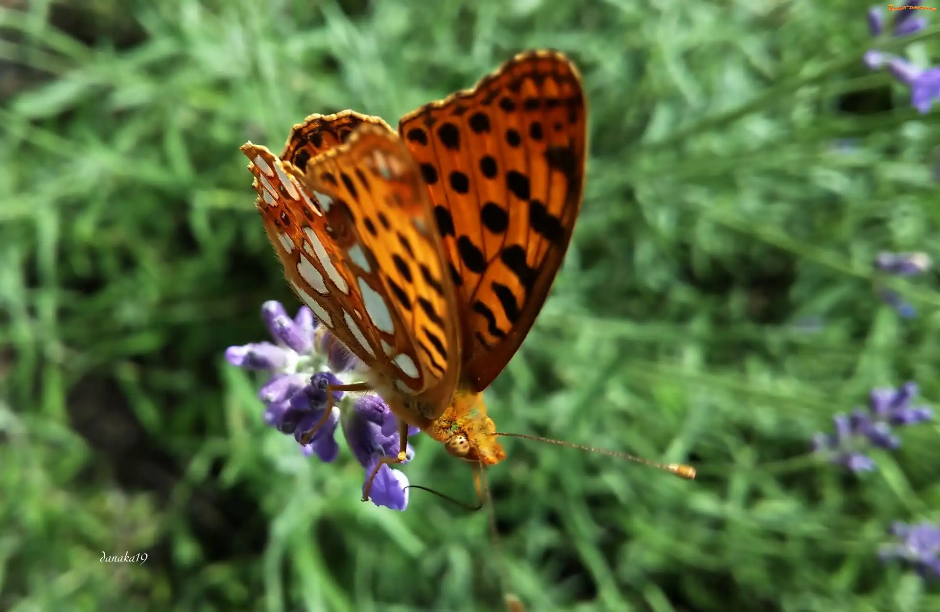 Lawenda, Motyl, Perłowiec malinowiec