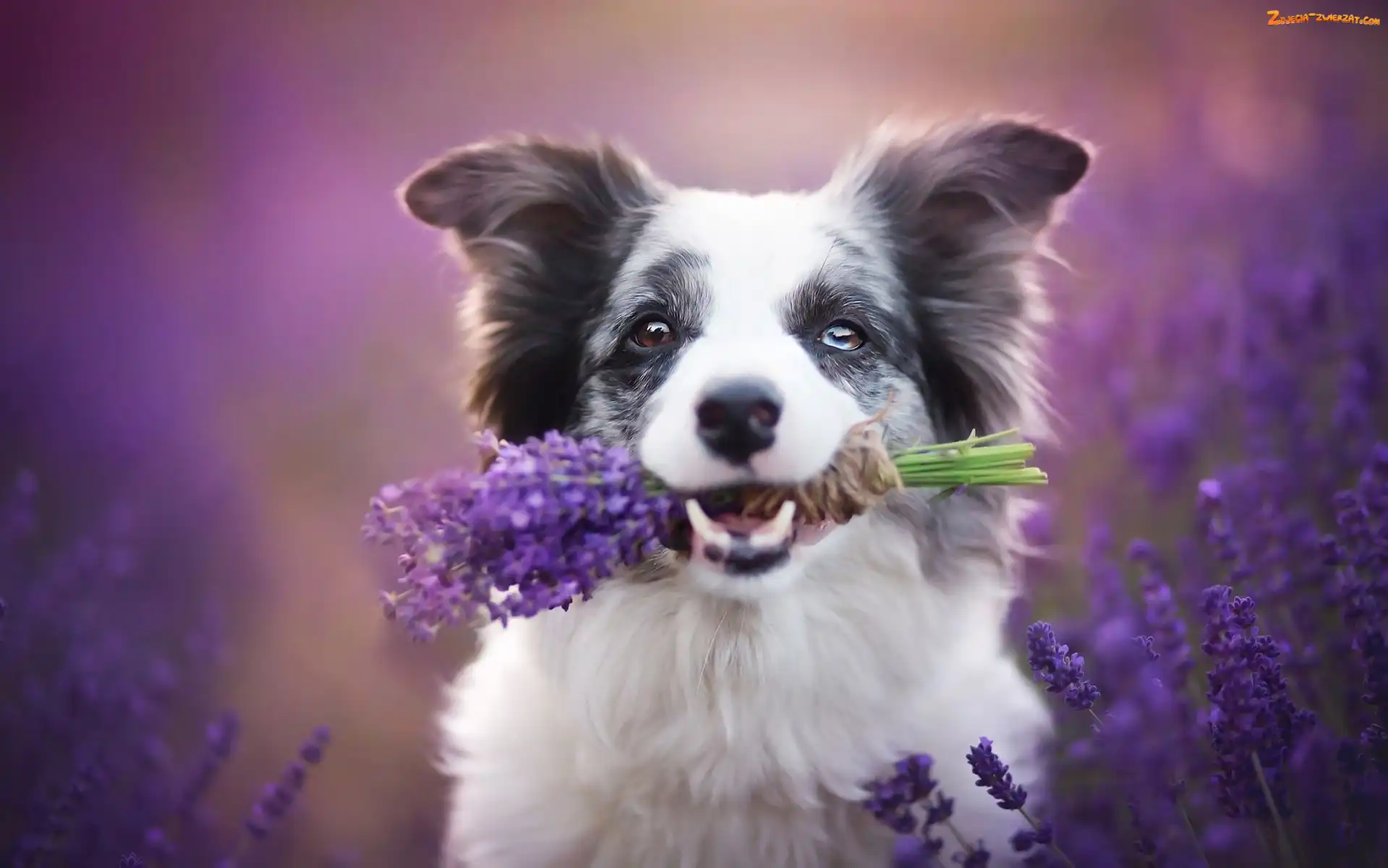 Lawendy, Border collie, Bukiet
