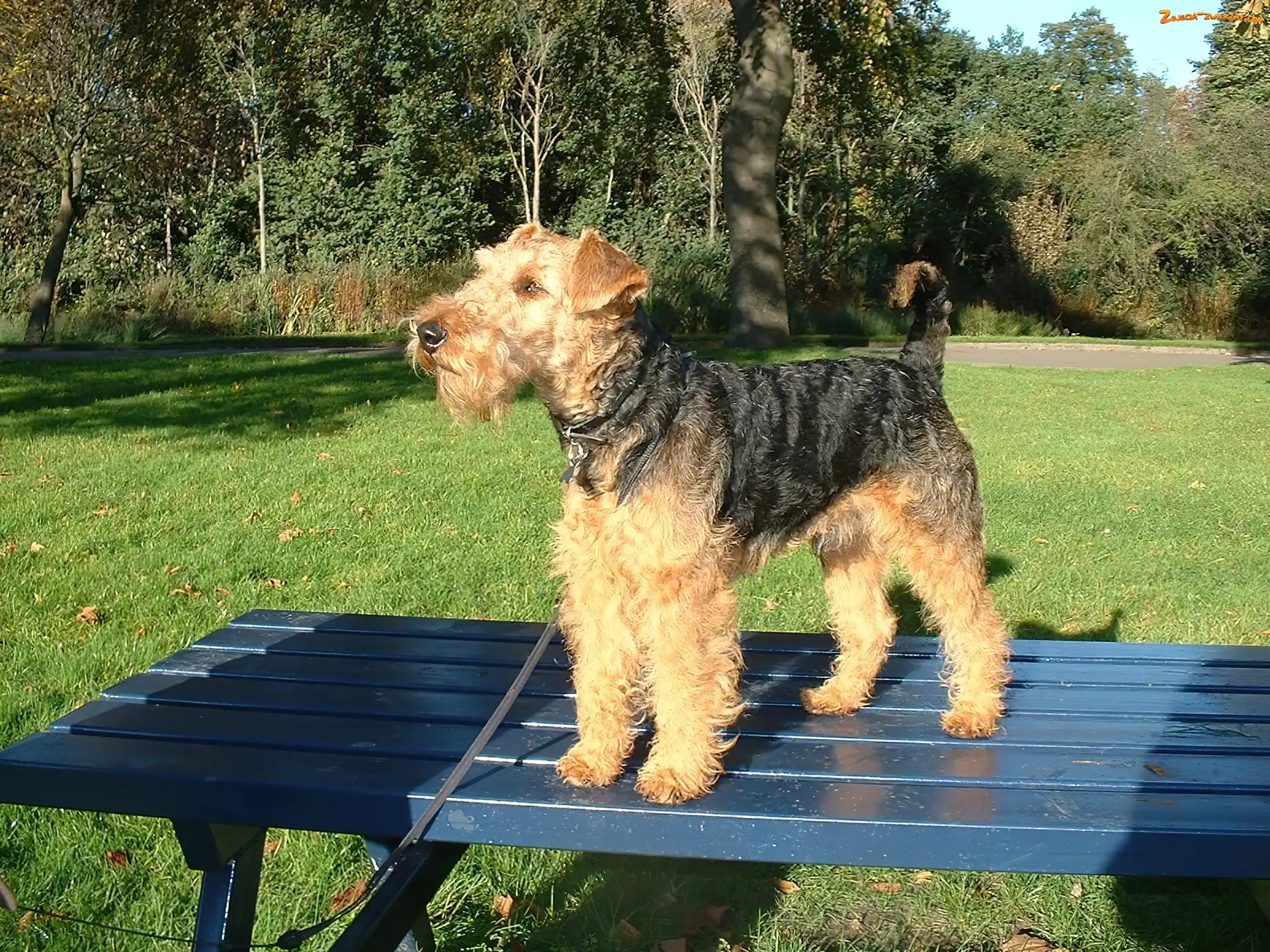 ławka, Lakeland Terrier, niebieska