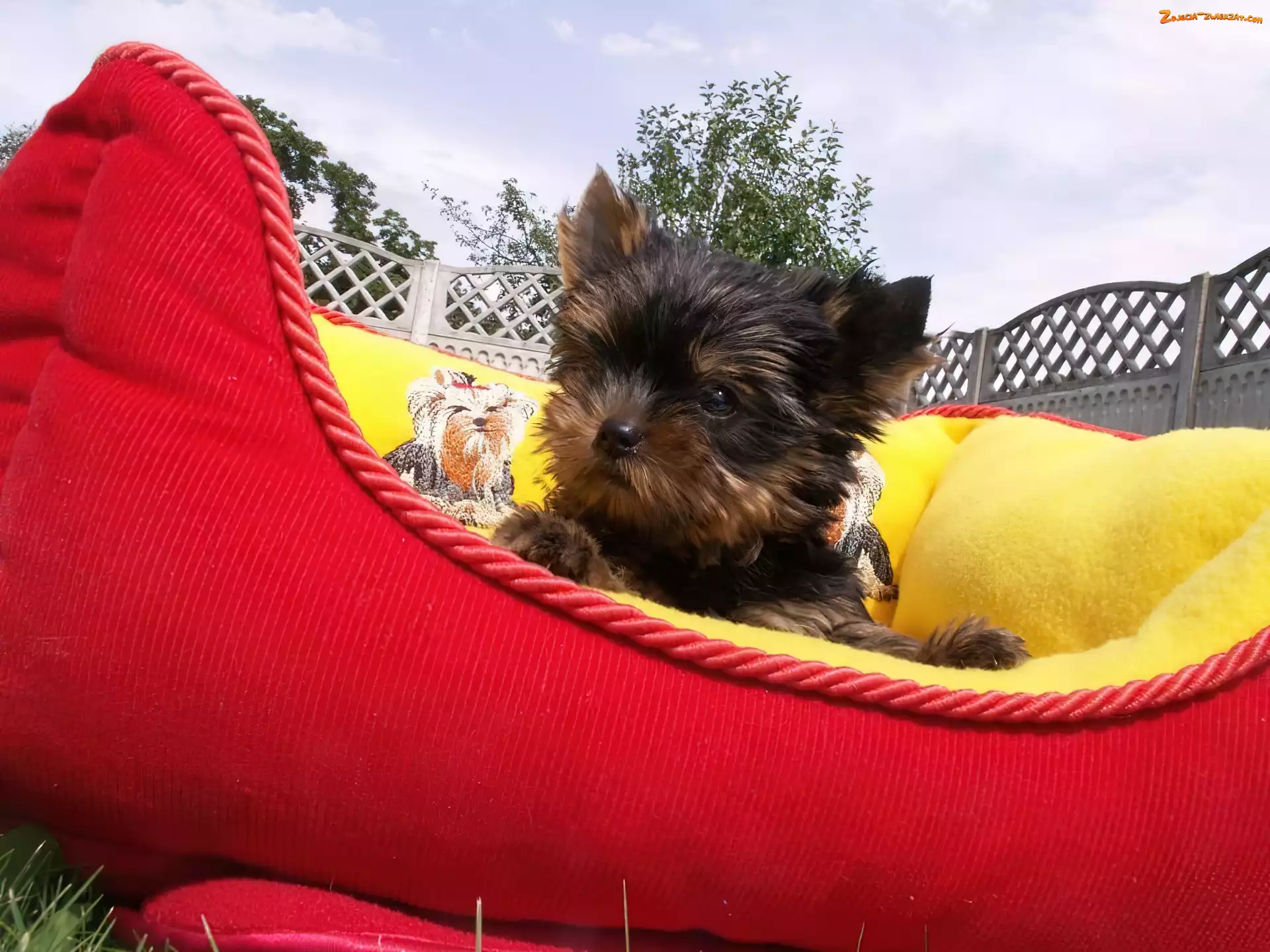 Legowisko, Szczeniaczek, Yorkshire Terrier