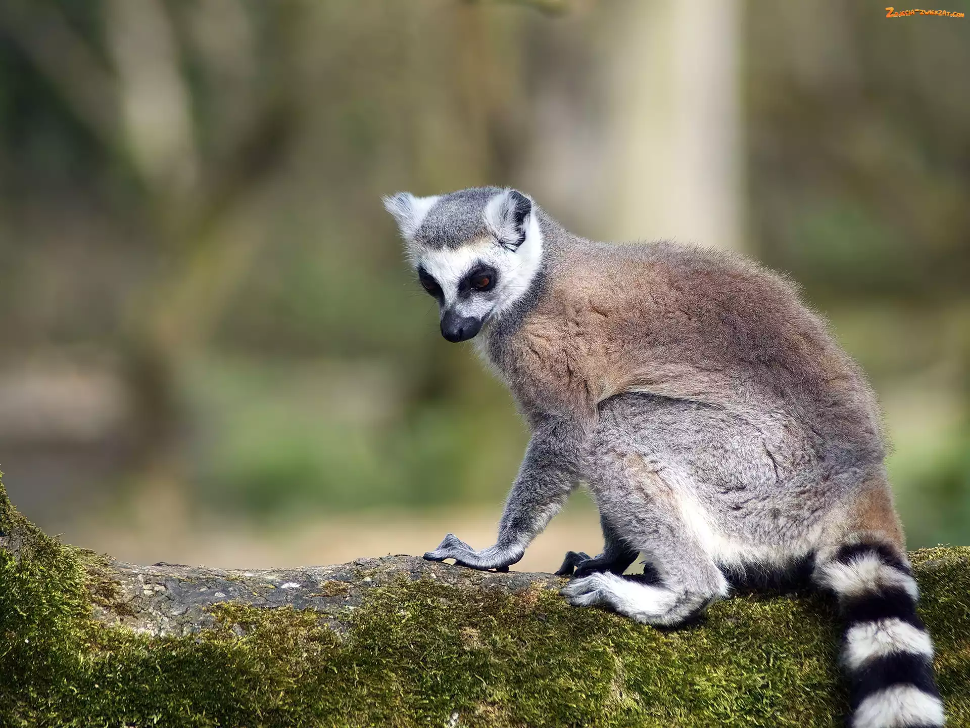 Kita, Lemur, Pasiasta