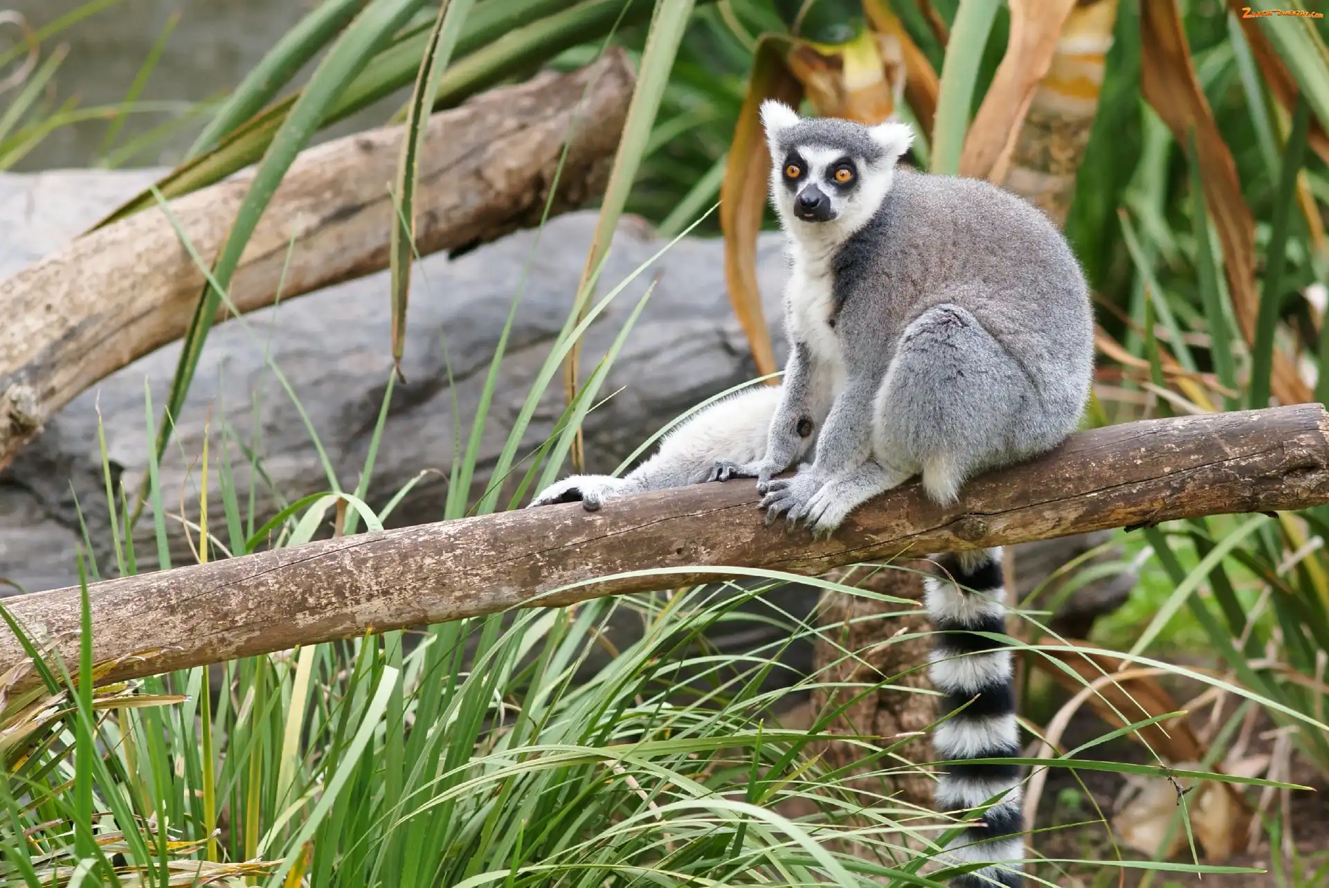 Trawa, Lemur, Konar