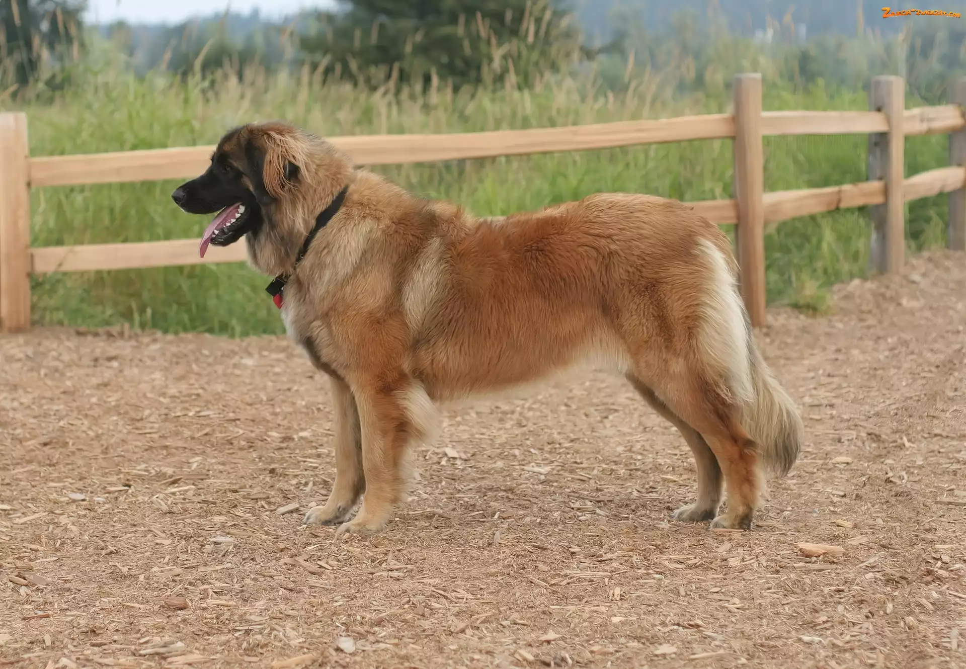 ogrodzenie, Leonberger, drewniane