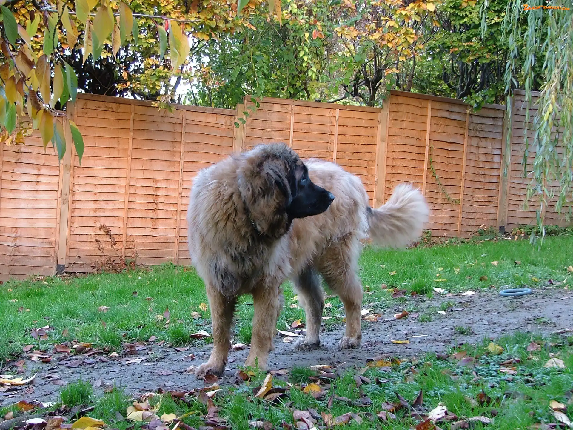 ogrodzenie, Leonberger
