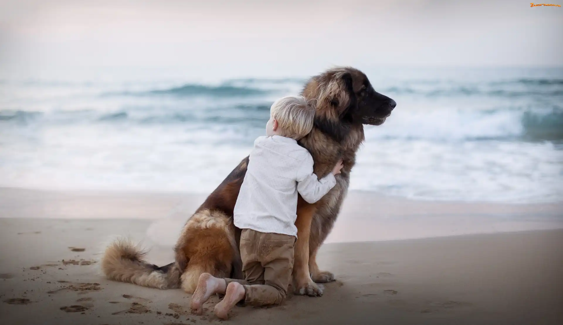 Leonberger, Dziecko, Przyjaciele, Morze, Pies, Plaża