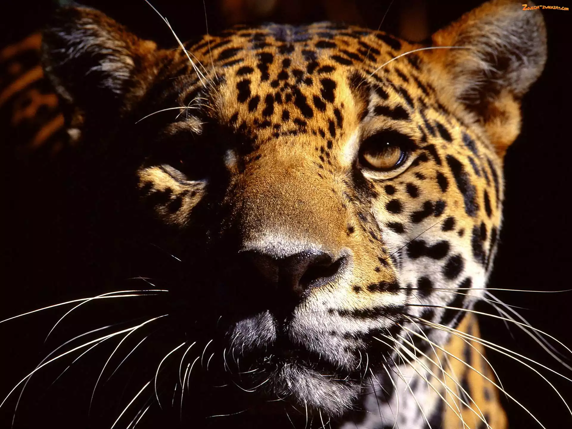 Wąsy, Leopard, Pysk
