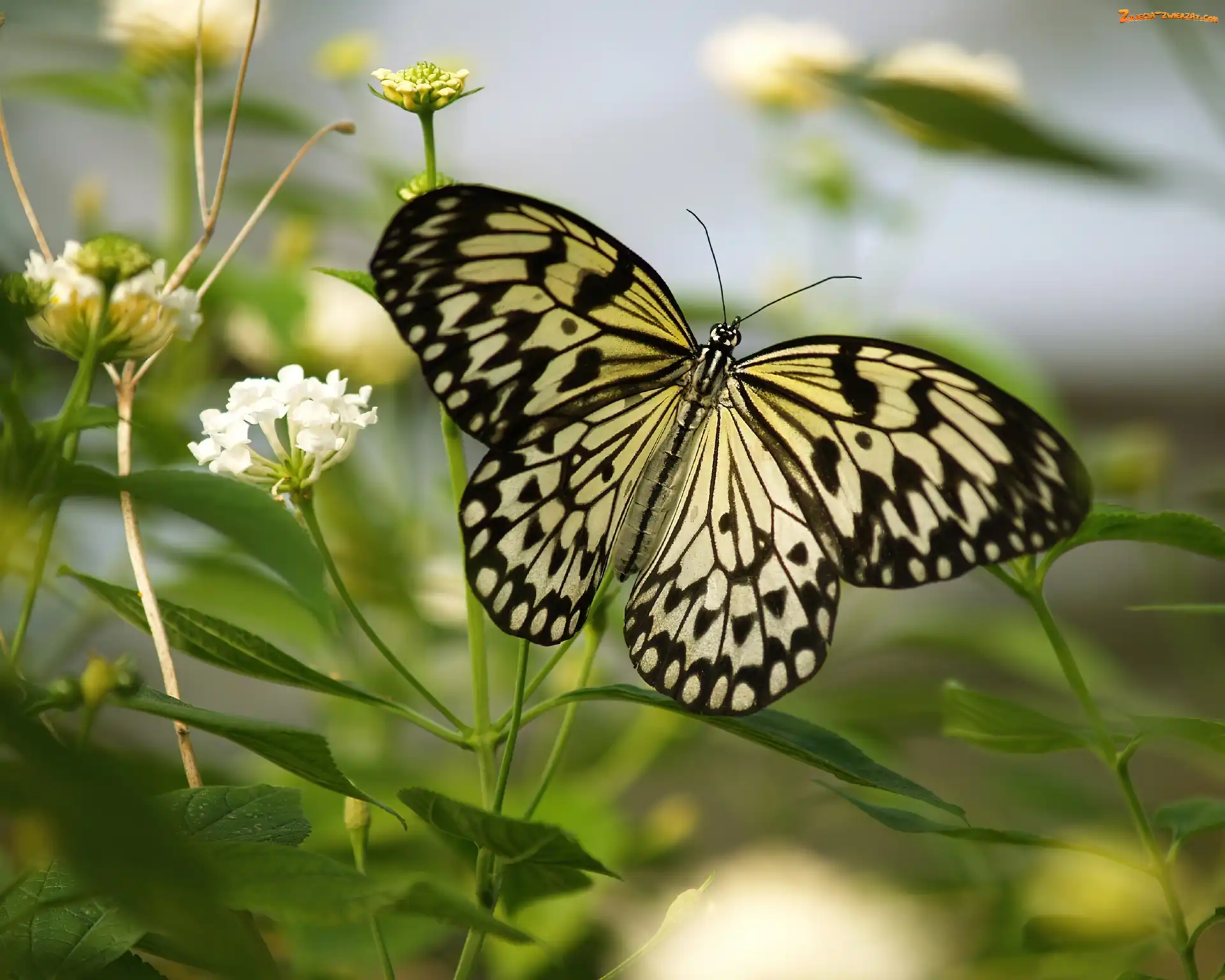 Idea, Motyl, Leuconoe, Polne, Kwiatuszki