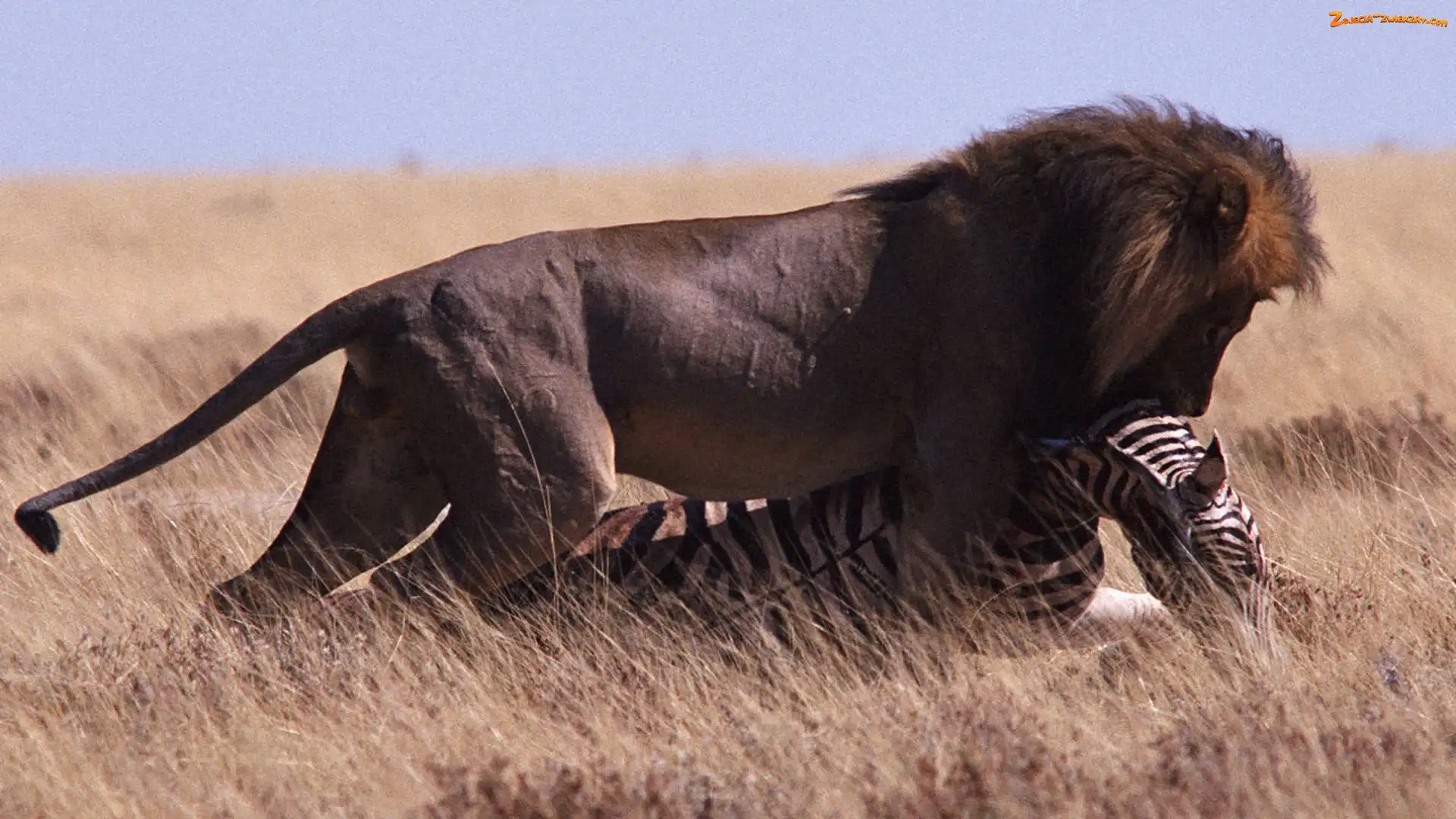 Atak, Lew, Zebra