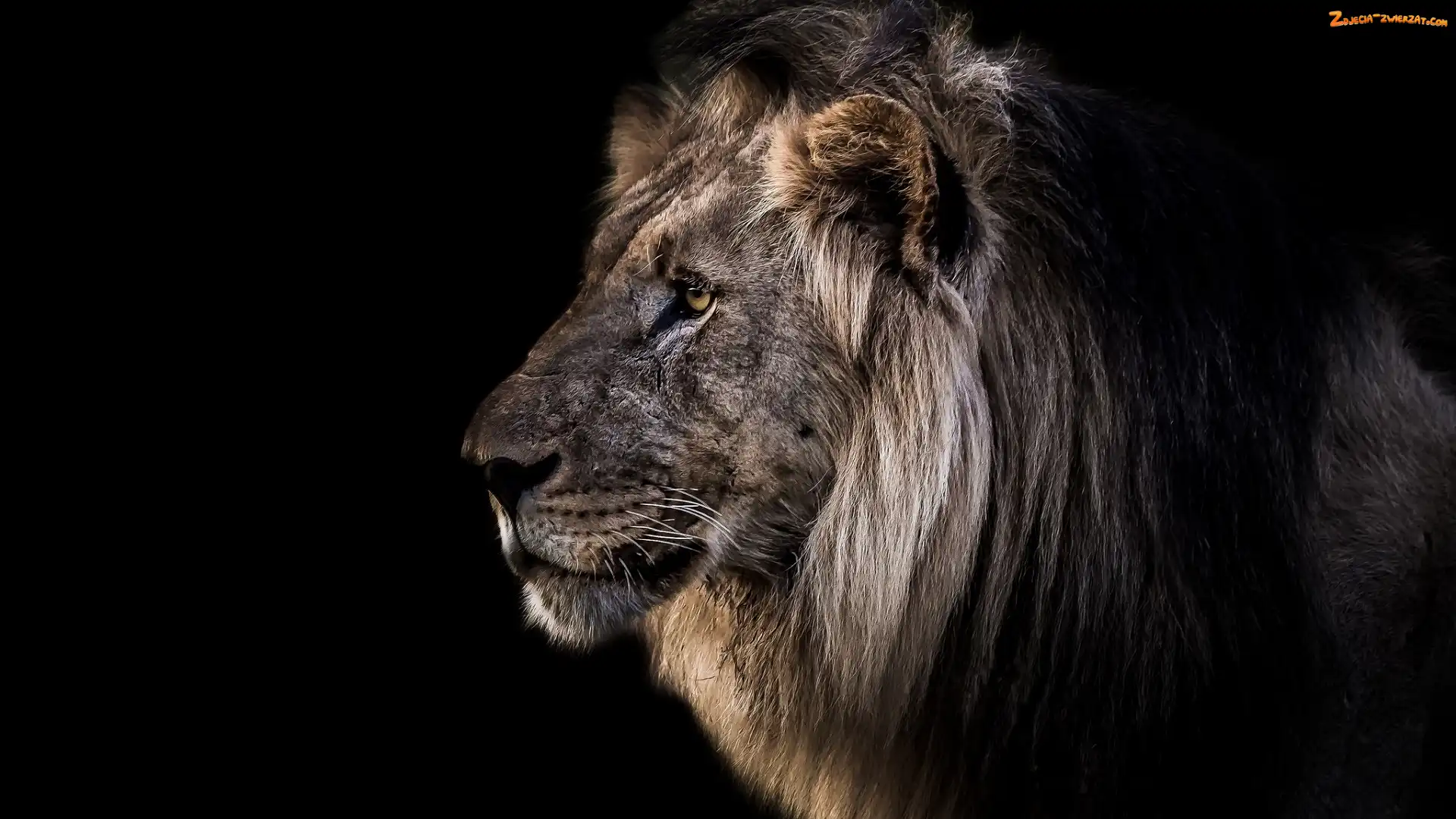 Lew, Profil