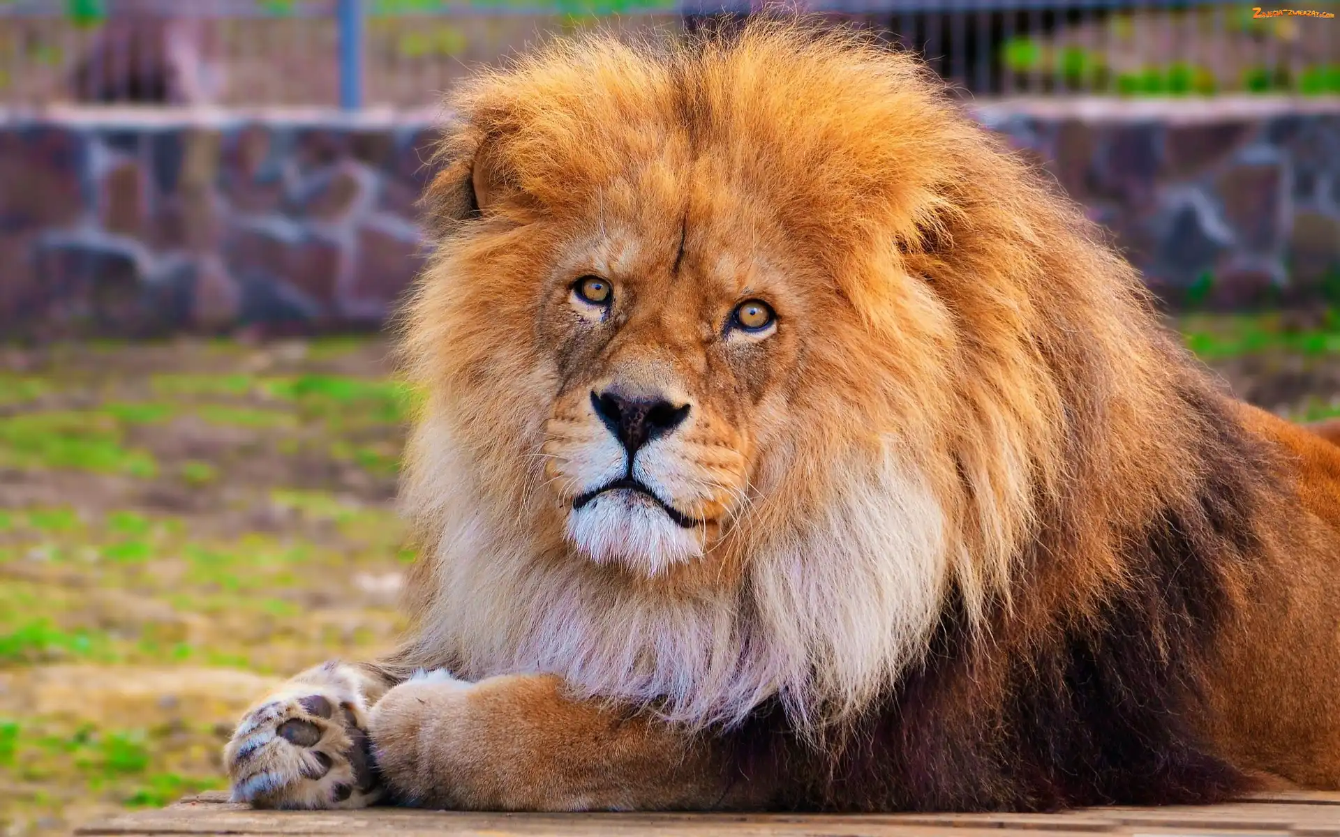 Zoo, Lew, Grzywa