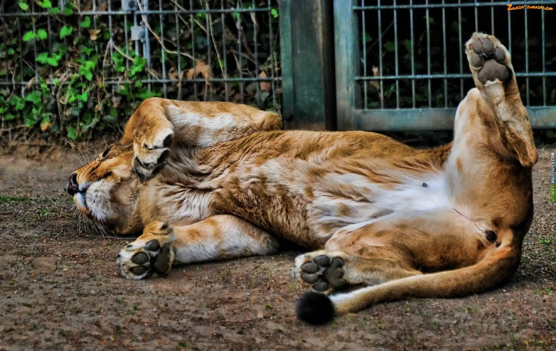 Zoologiczny, Lew, Ogród