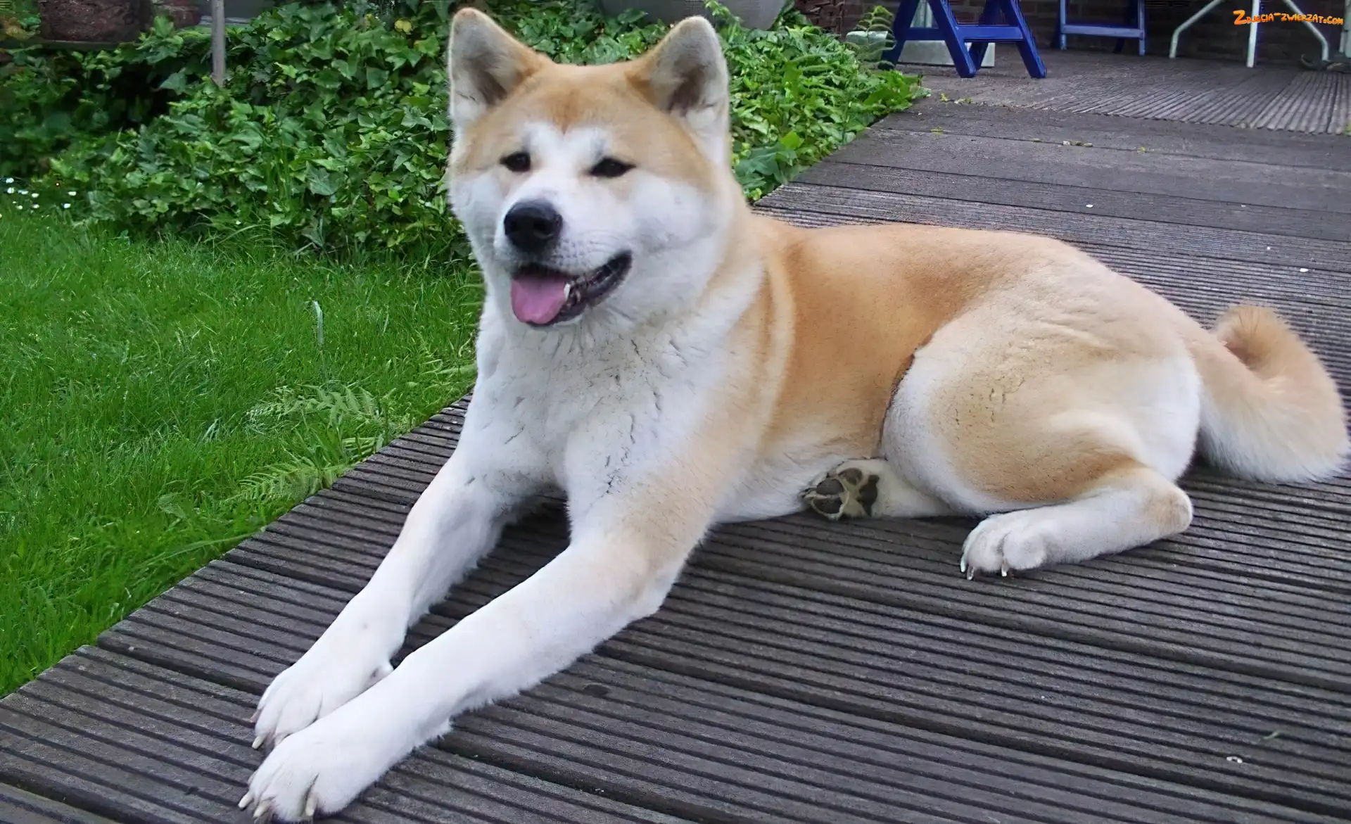 Akita, Leżący, Piesek