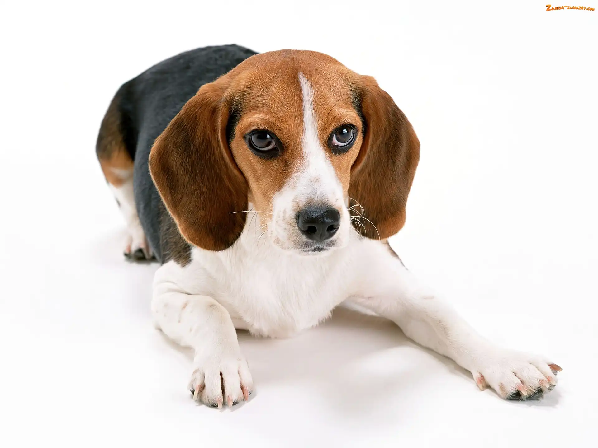 Beagle, Leżący, Piesek