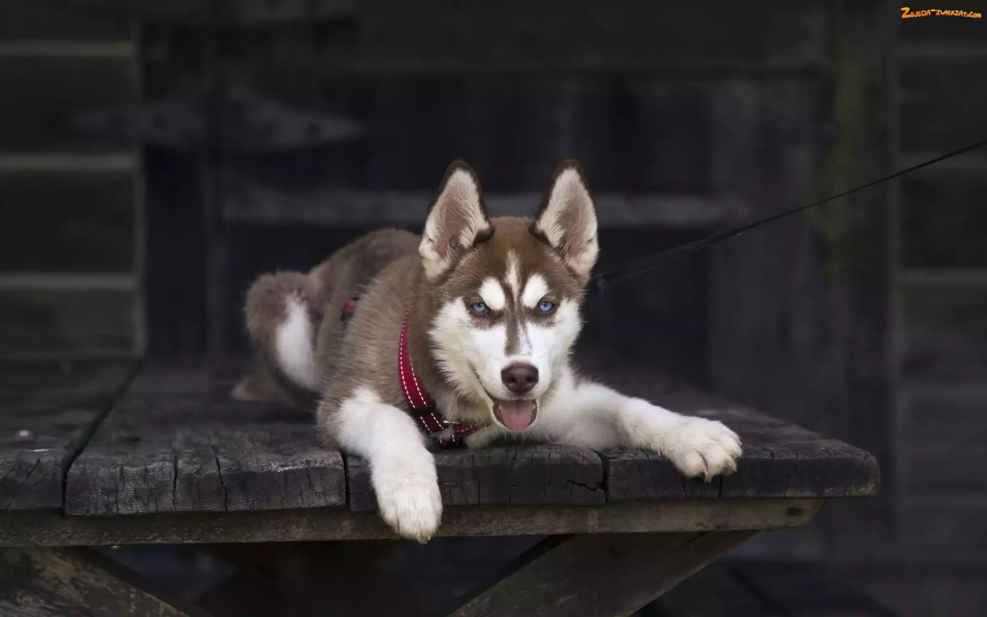 Husky, Leżący, Siberian